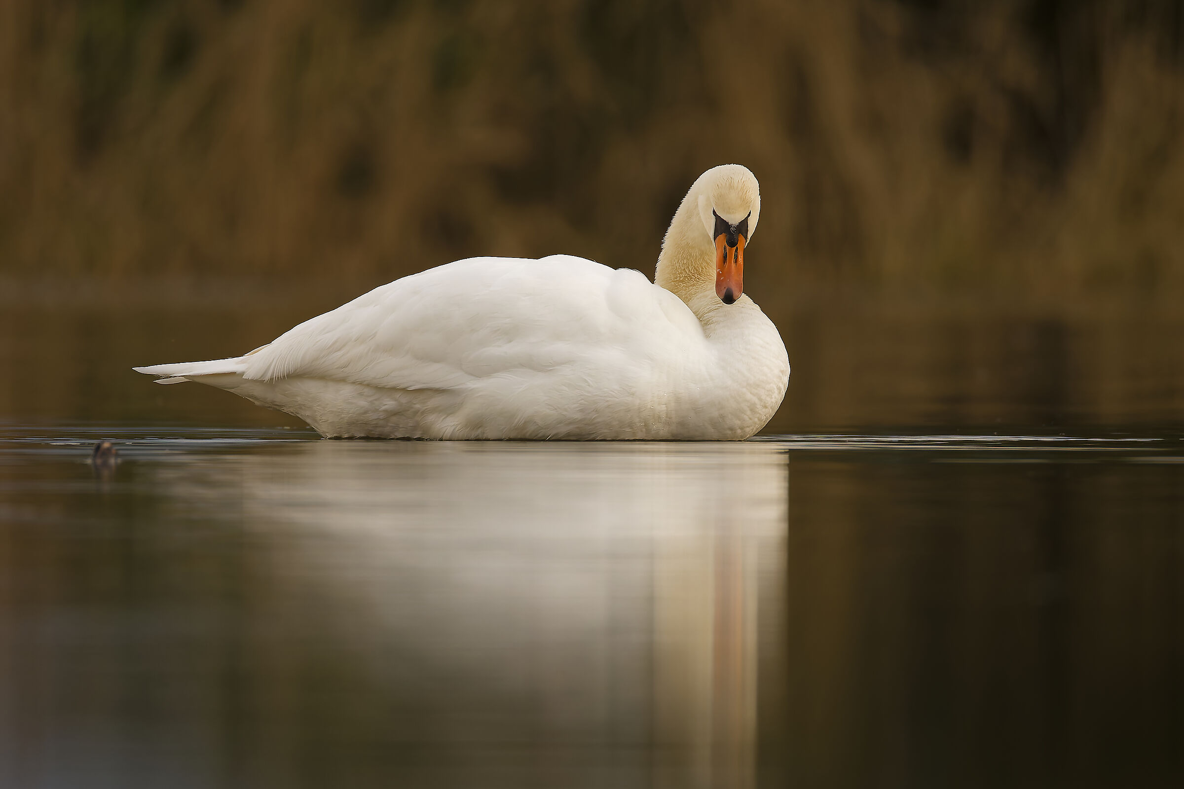 Cigno reale