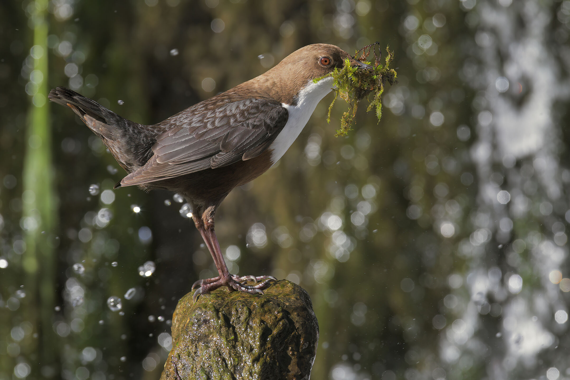 Dipper