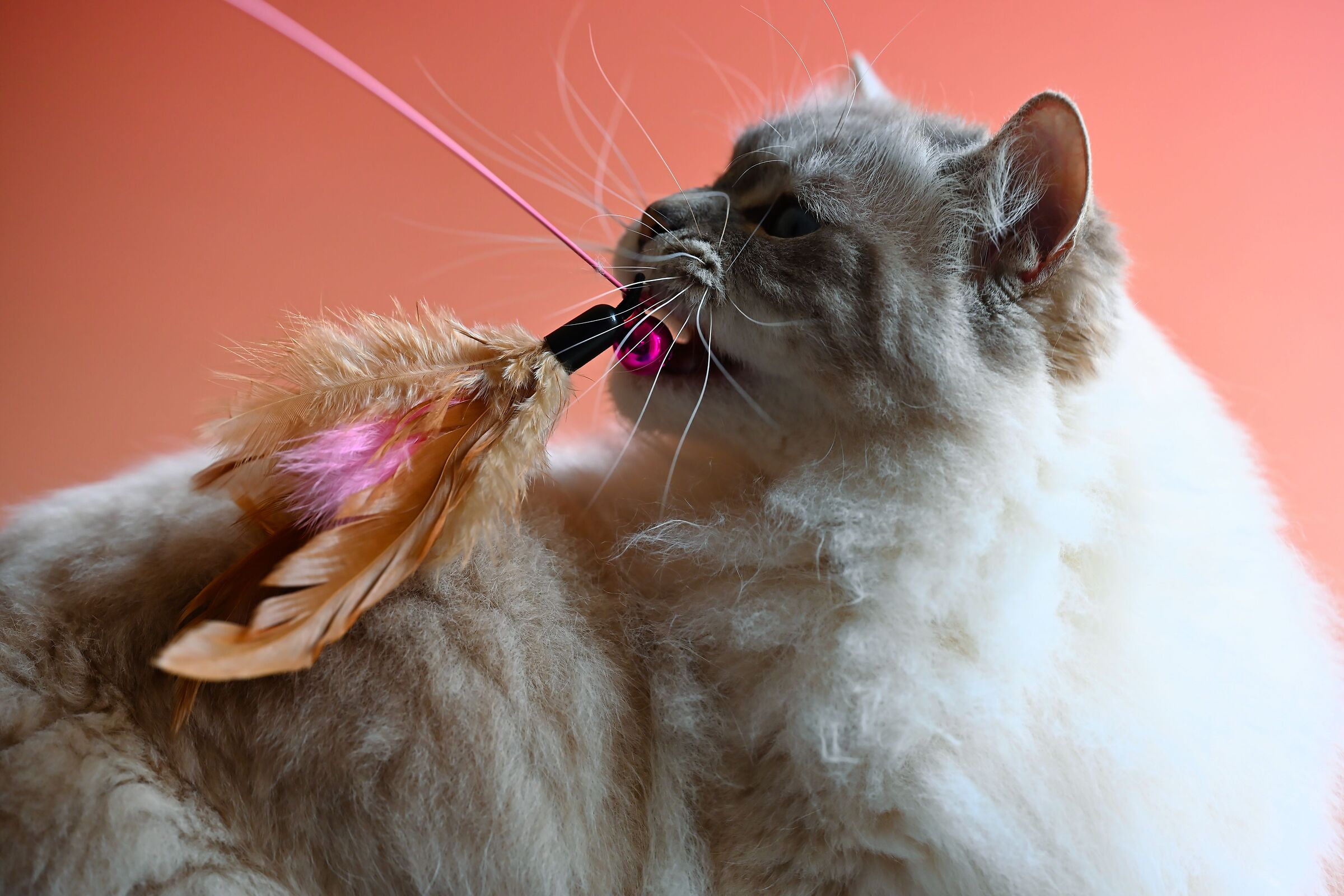 Feather captured... And now?