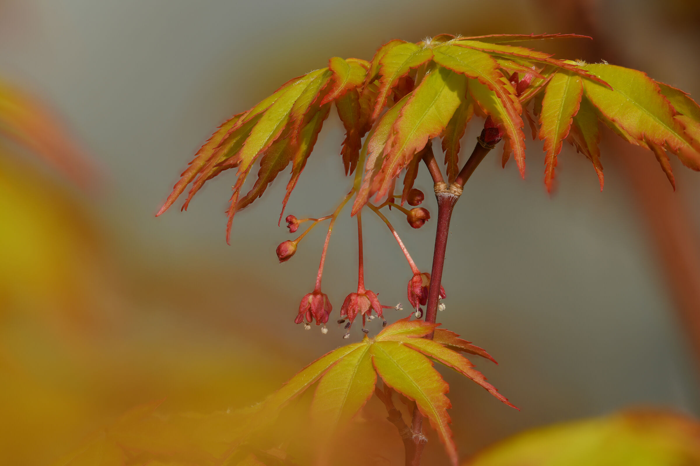 Katsura. I fiori.