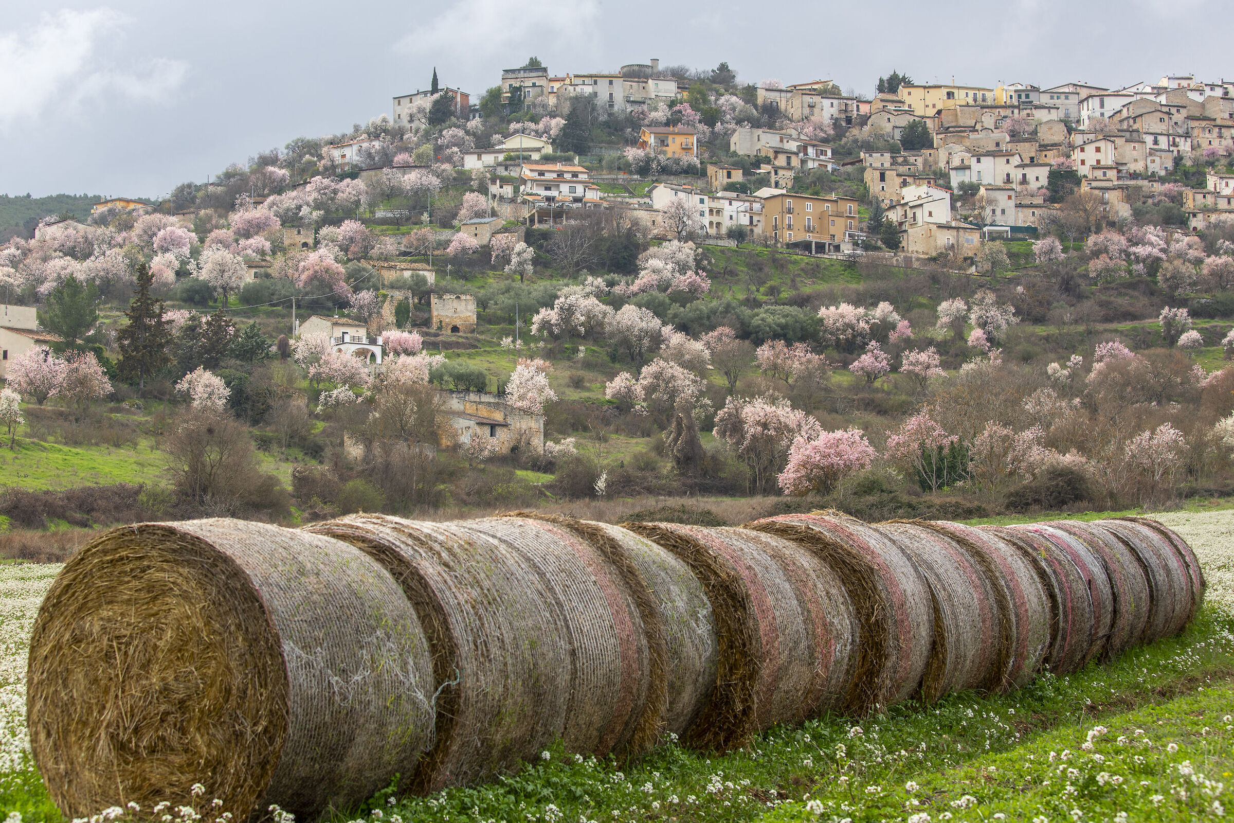 Almond trees in bloom in Capestrano (AQ)