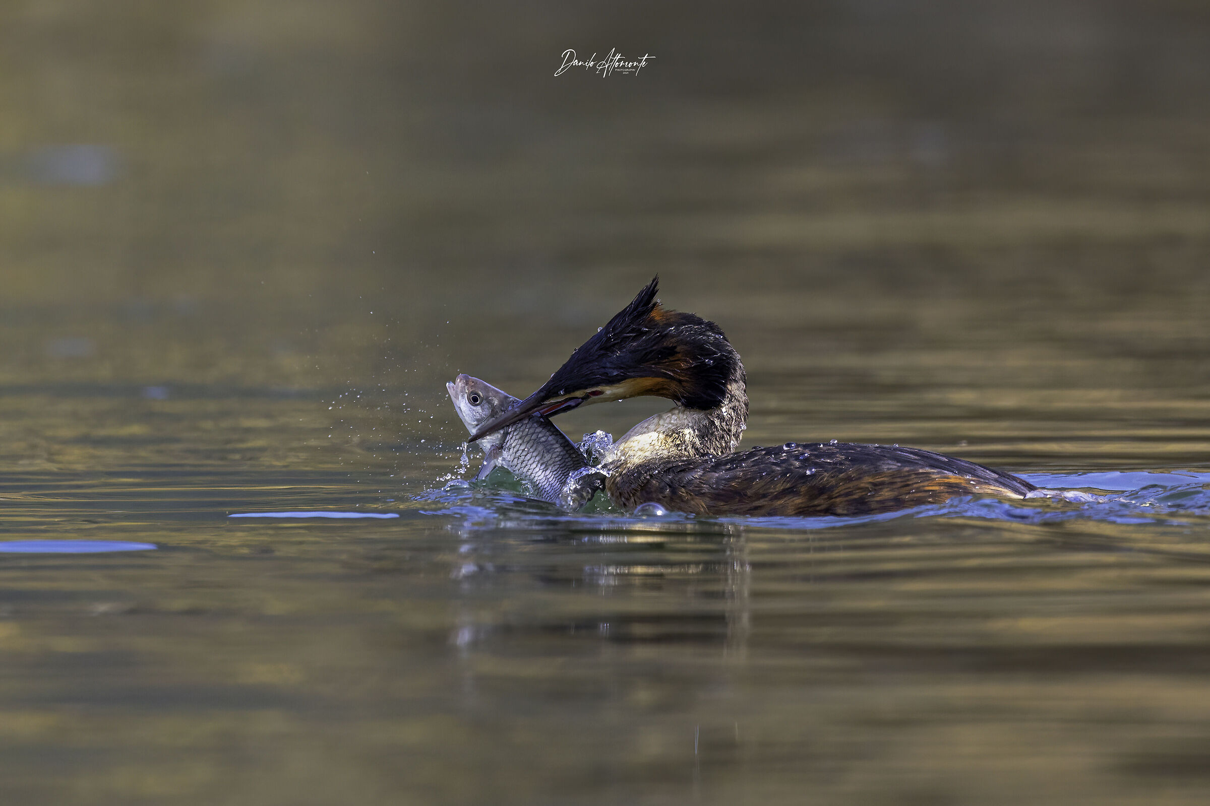 Grebe