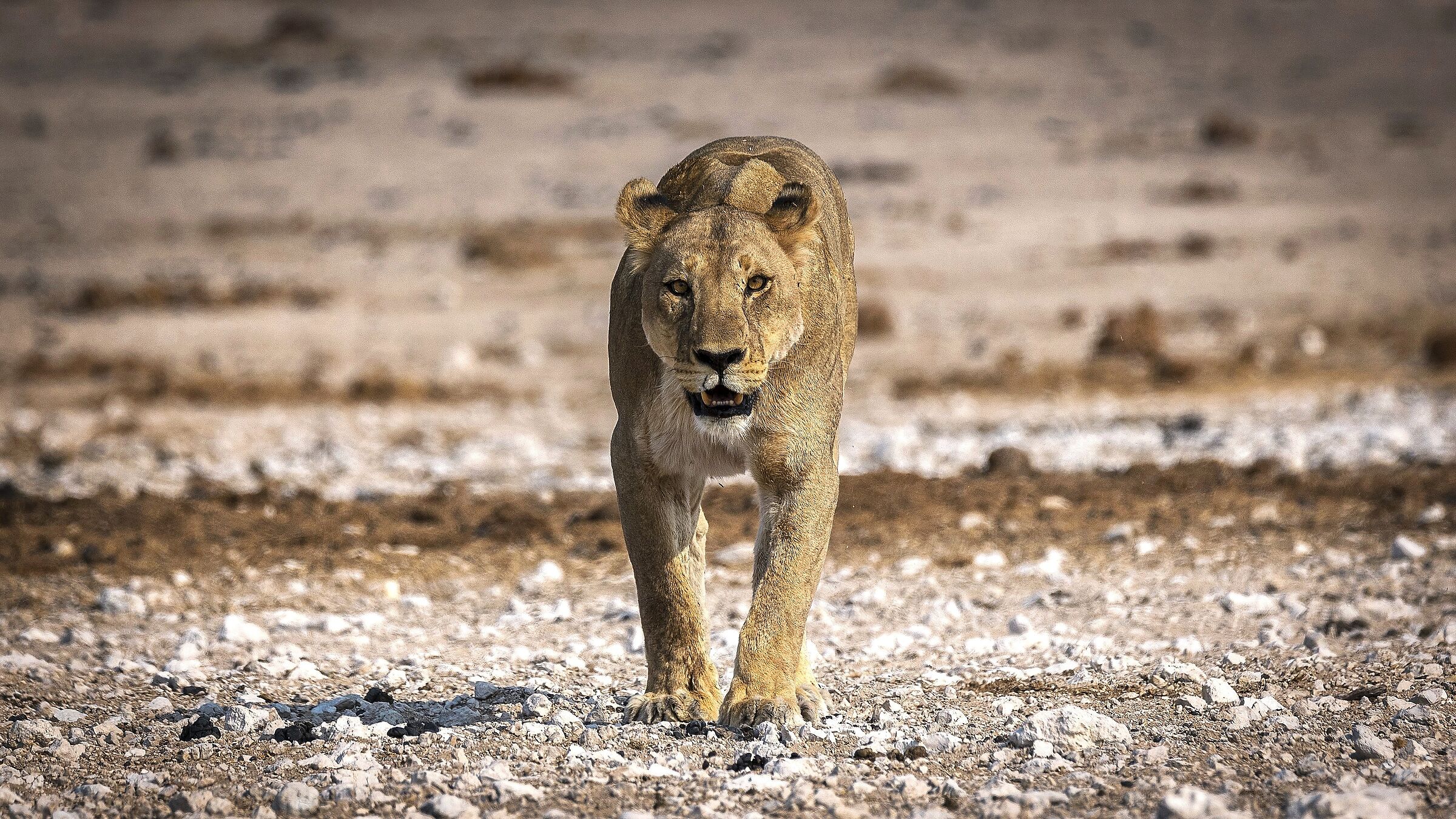 Meeting in Etosha (Namibia)