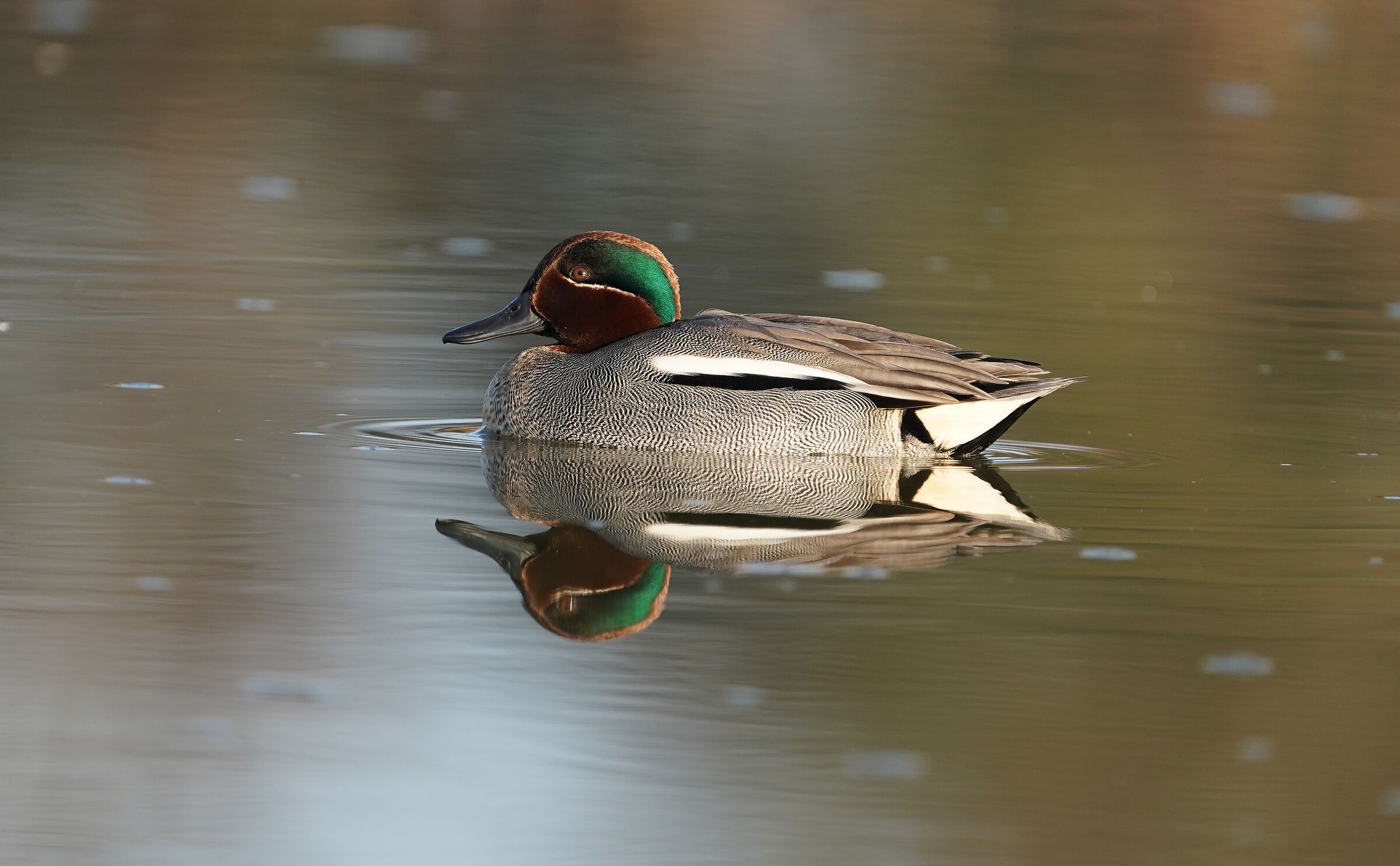 Male Teal