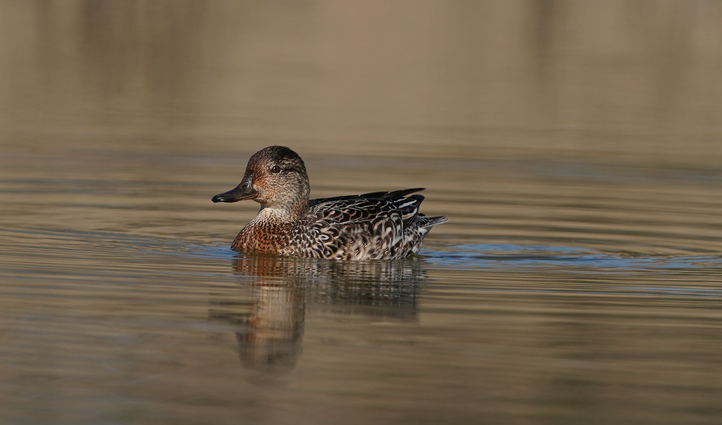 Female Teal