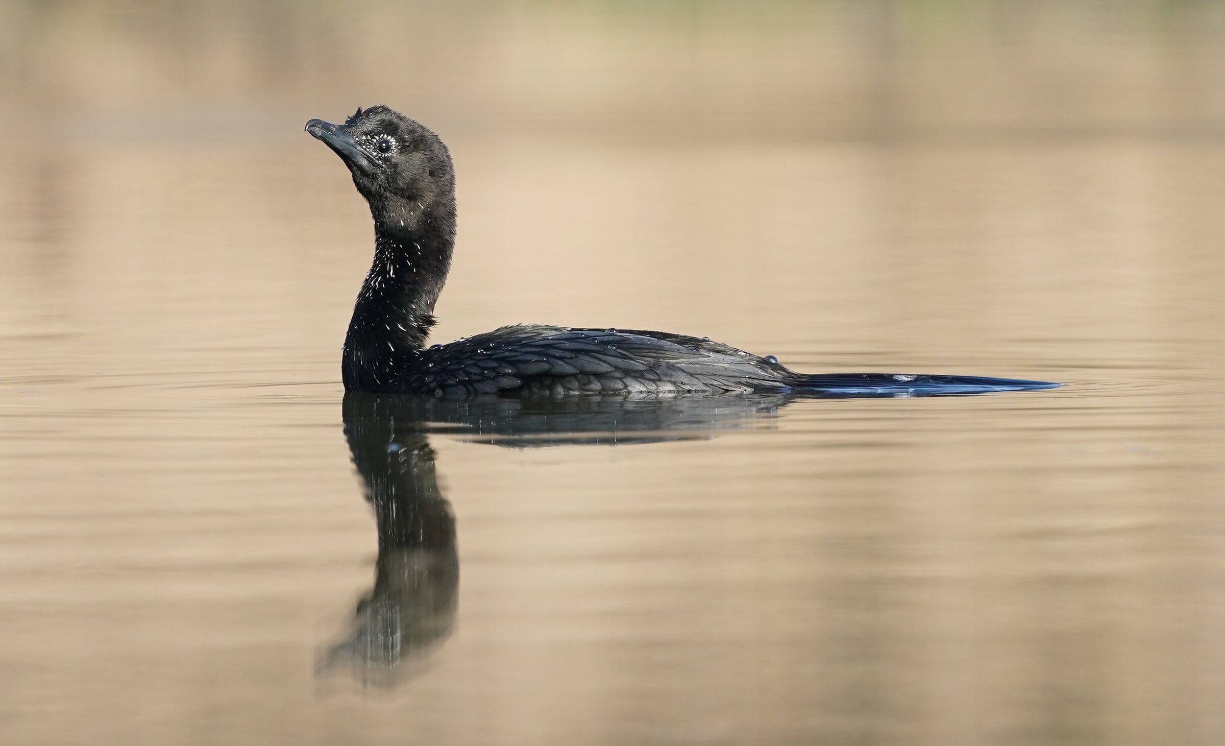 Cormorant