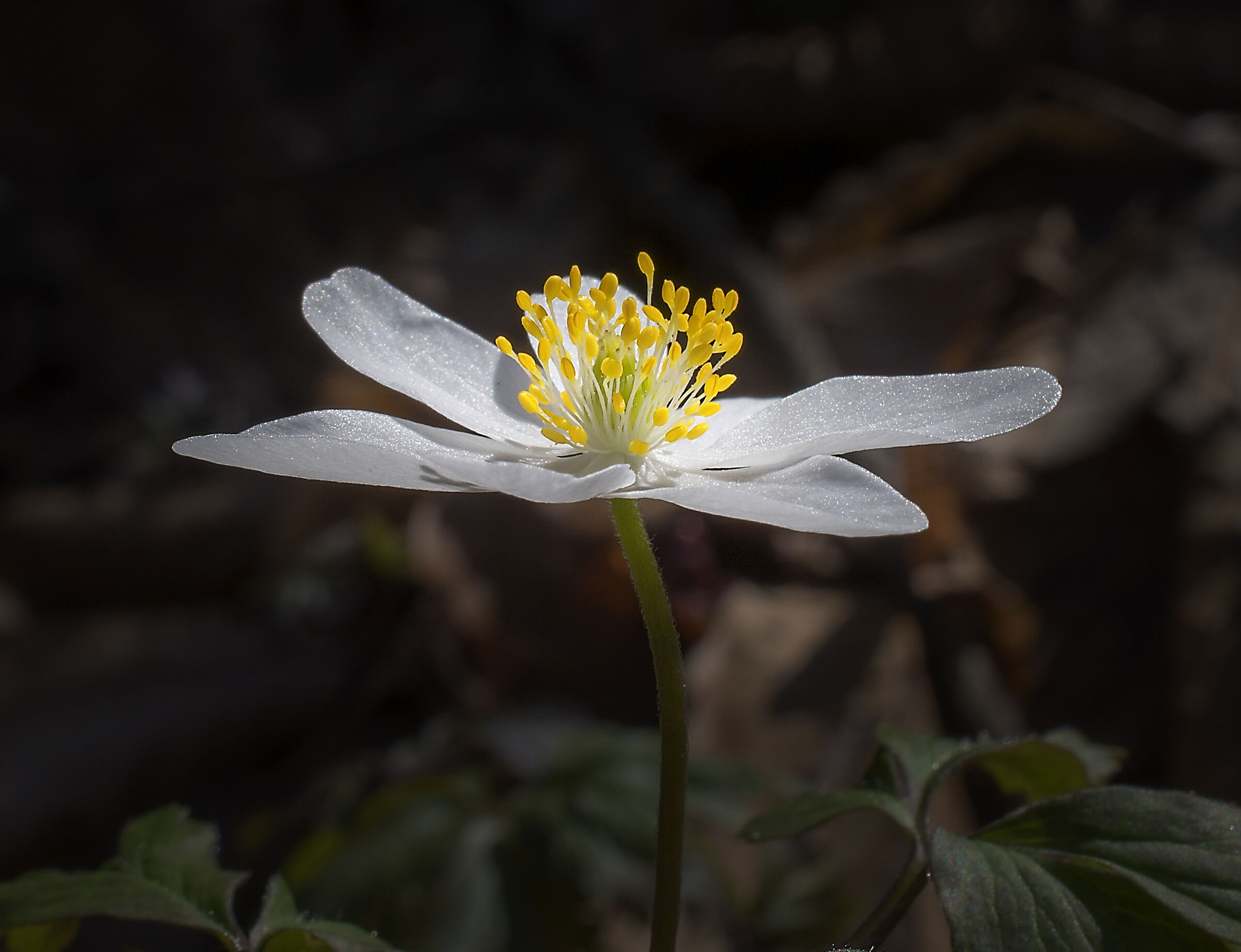 Anemone ...