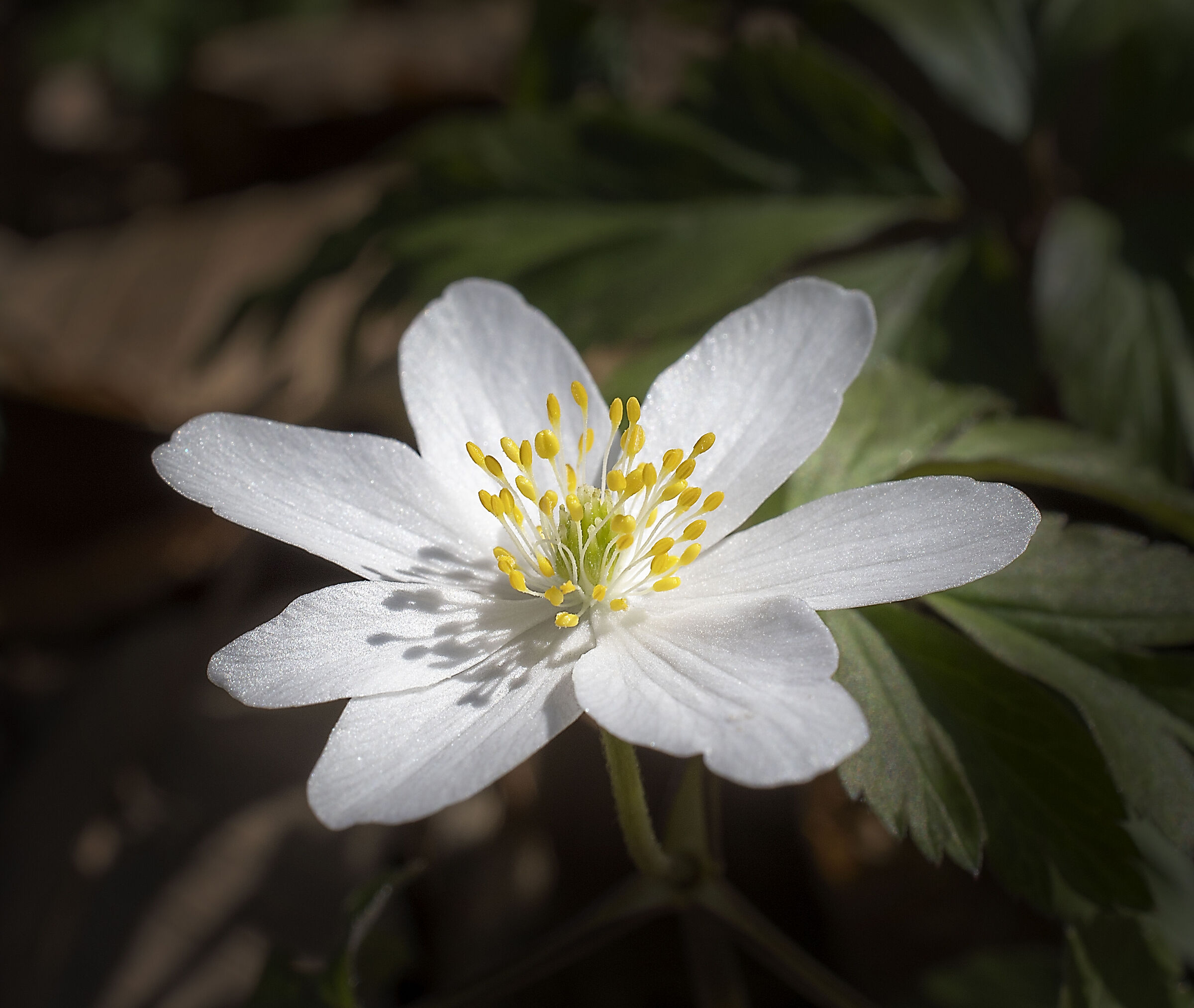 Anemone 2...
