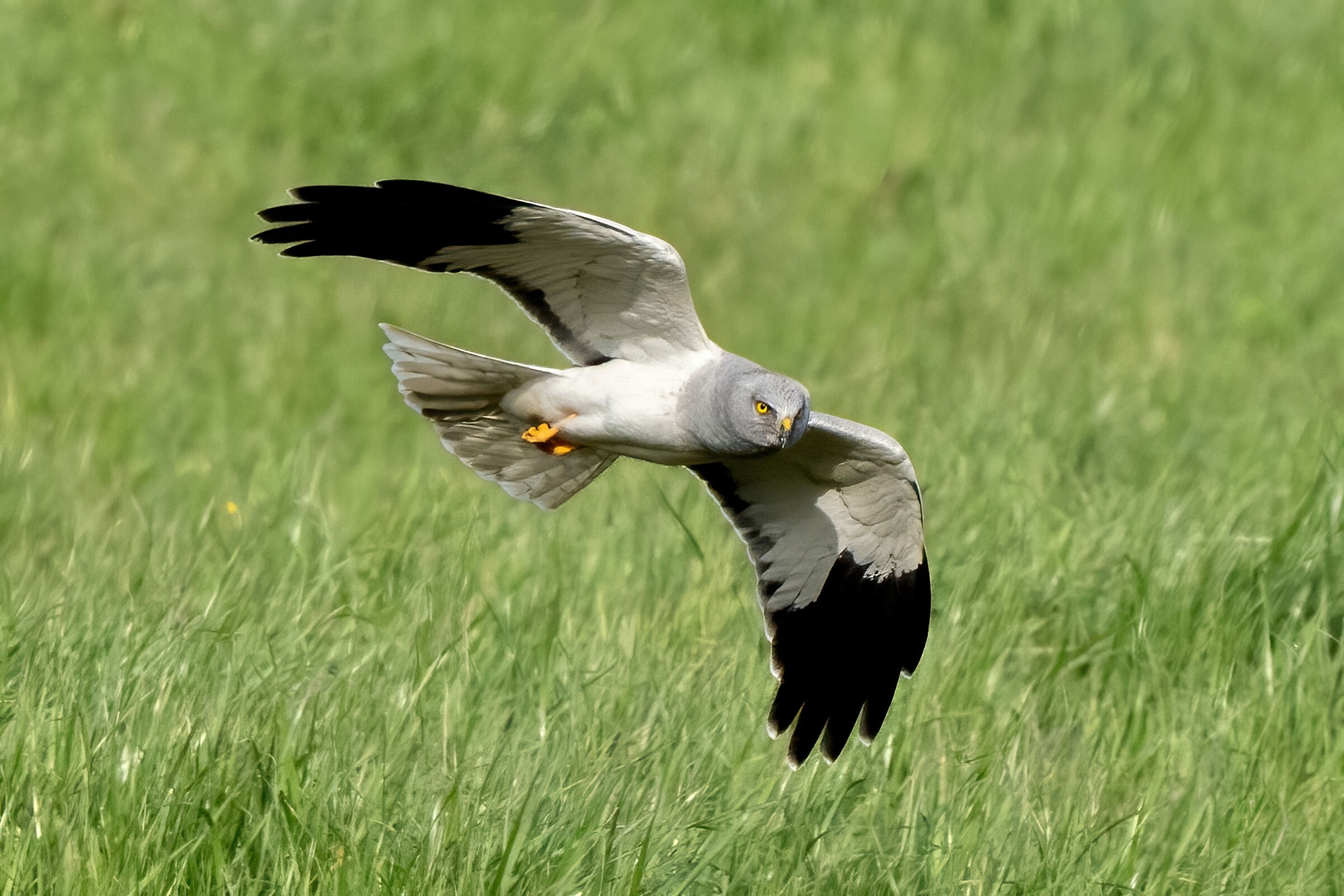 Hen Harrier (Circus cyaneus)