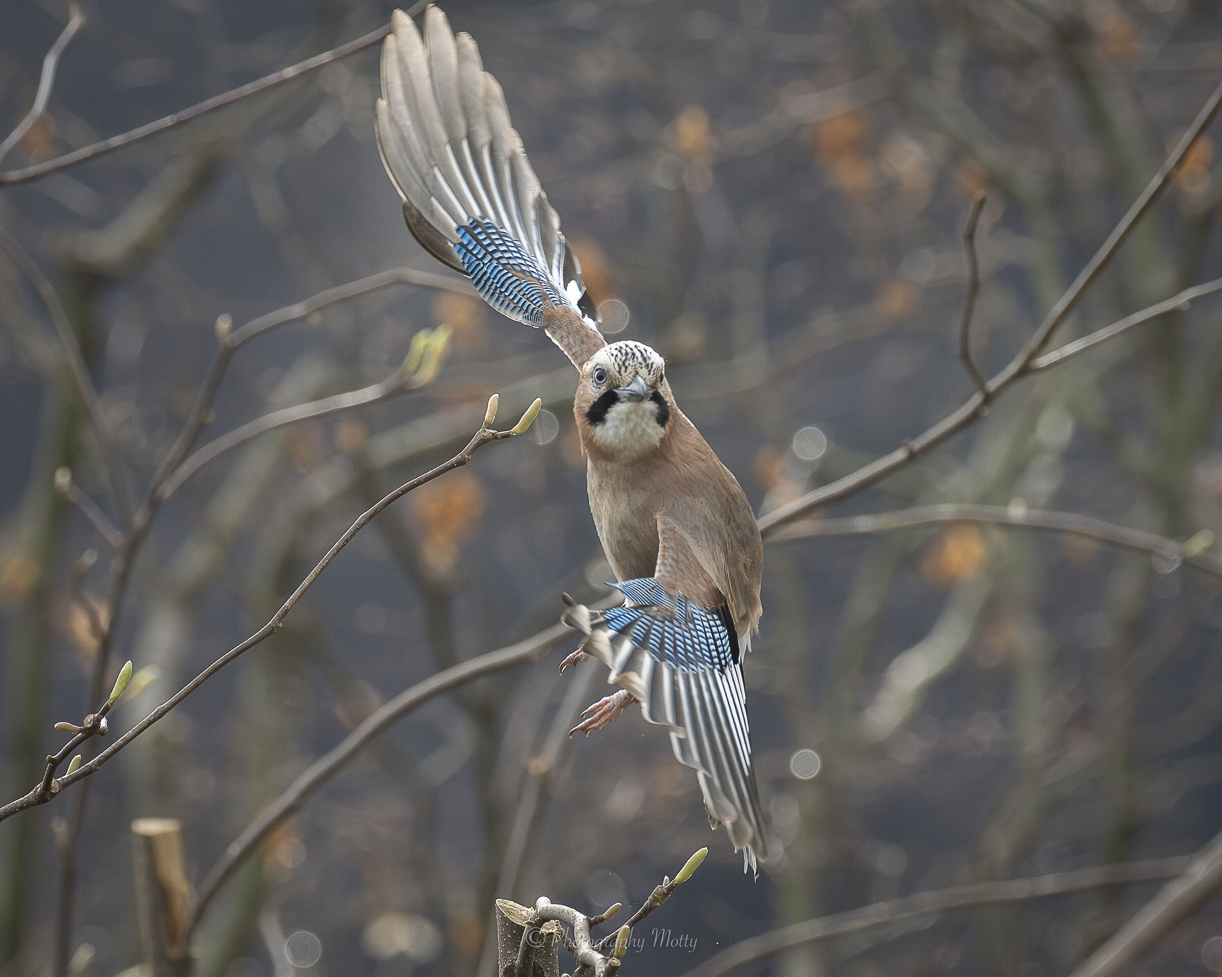 Jay