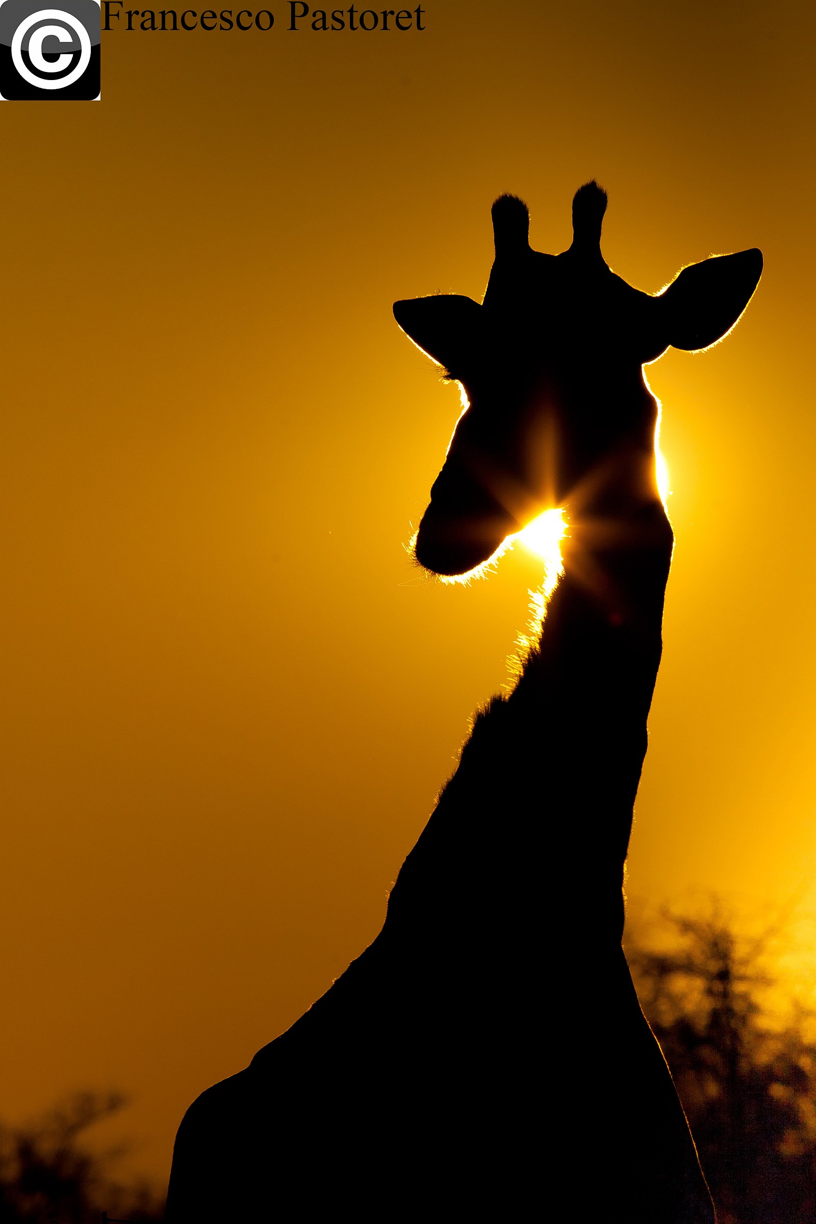 Recalling South Africa