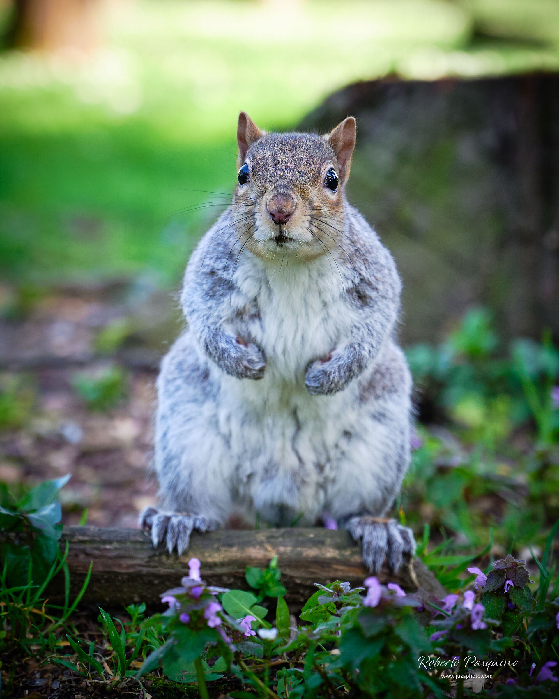 Squirrel