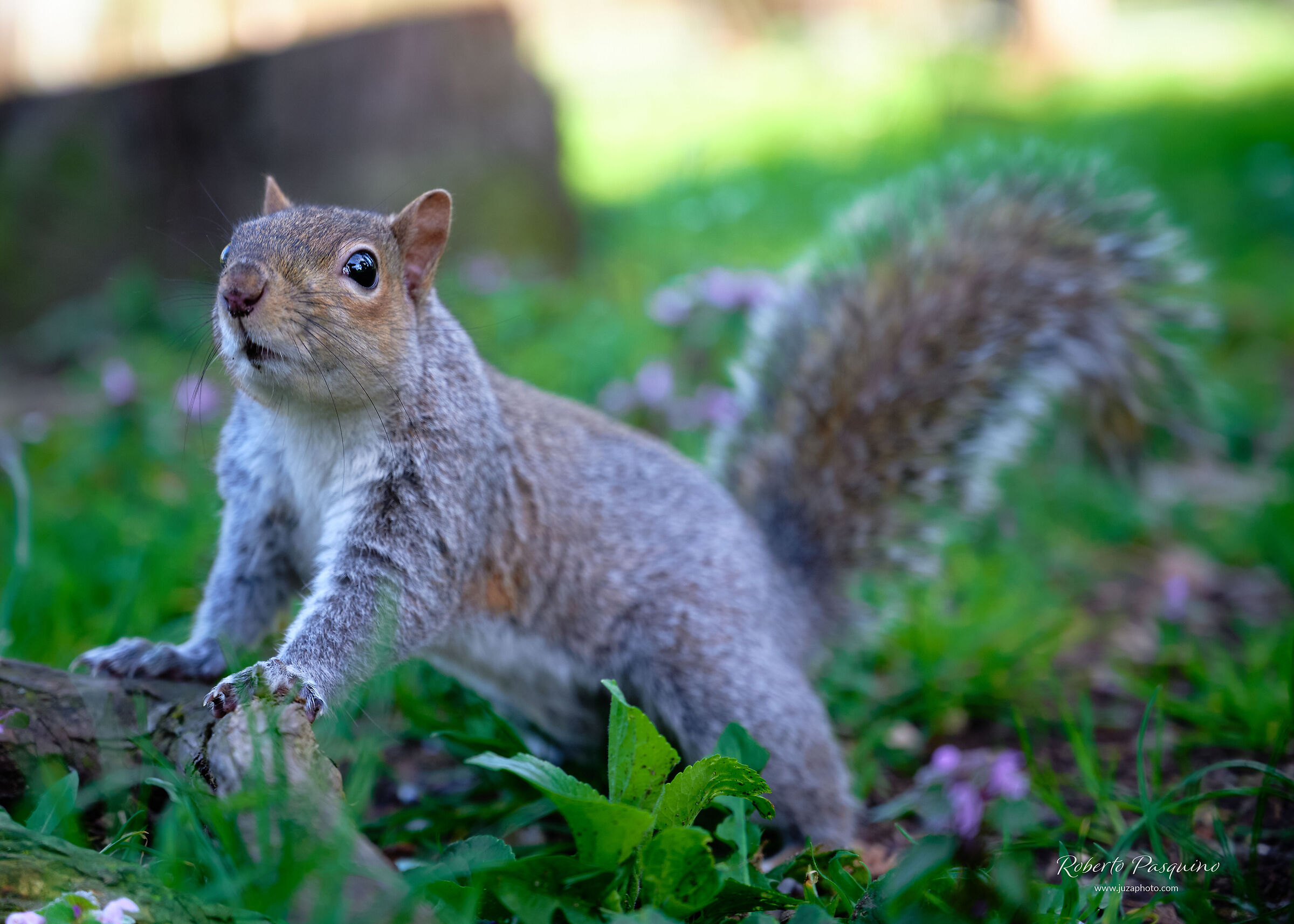 Squirrel