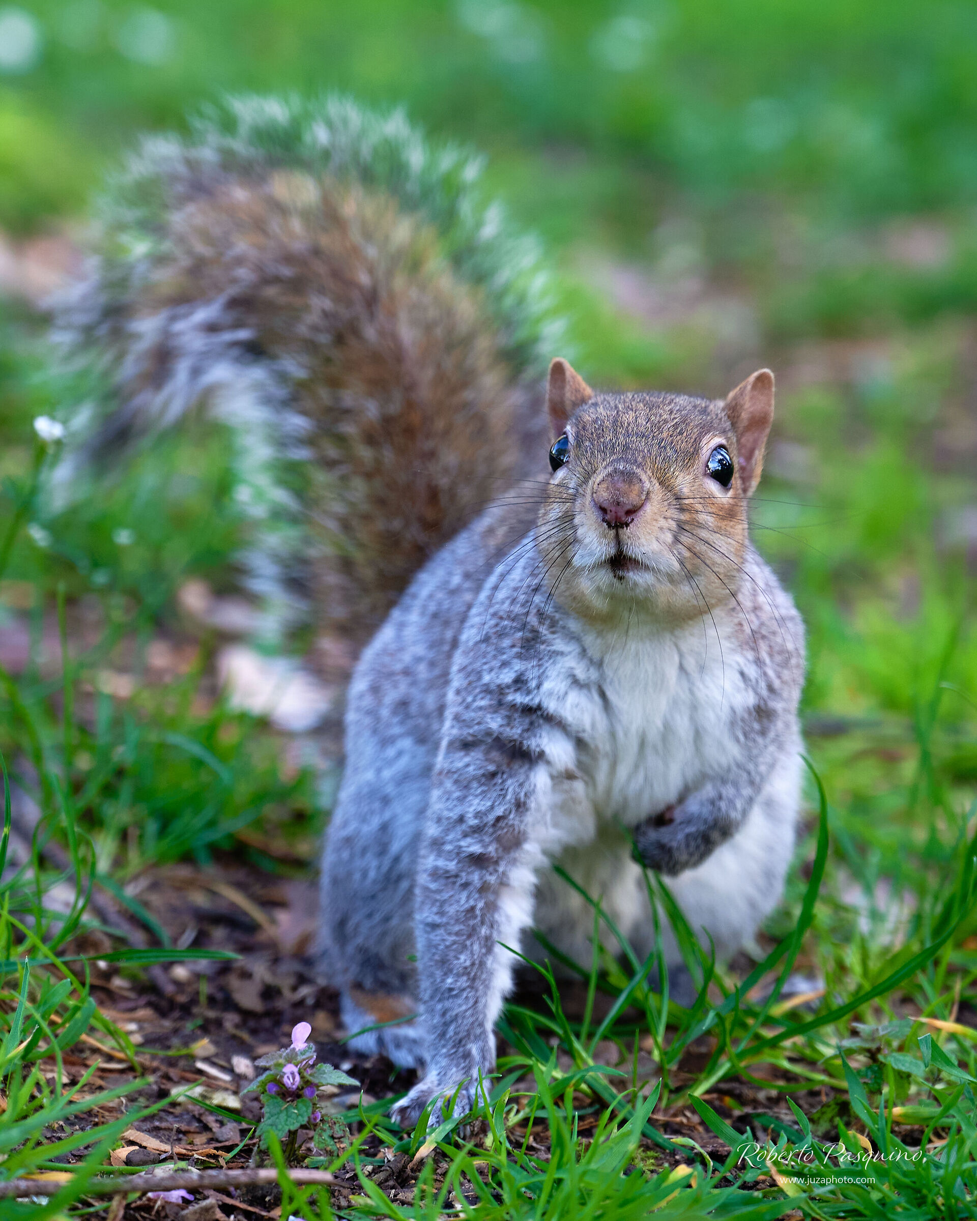 Squirrel