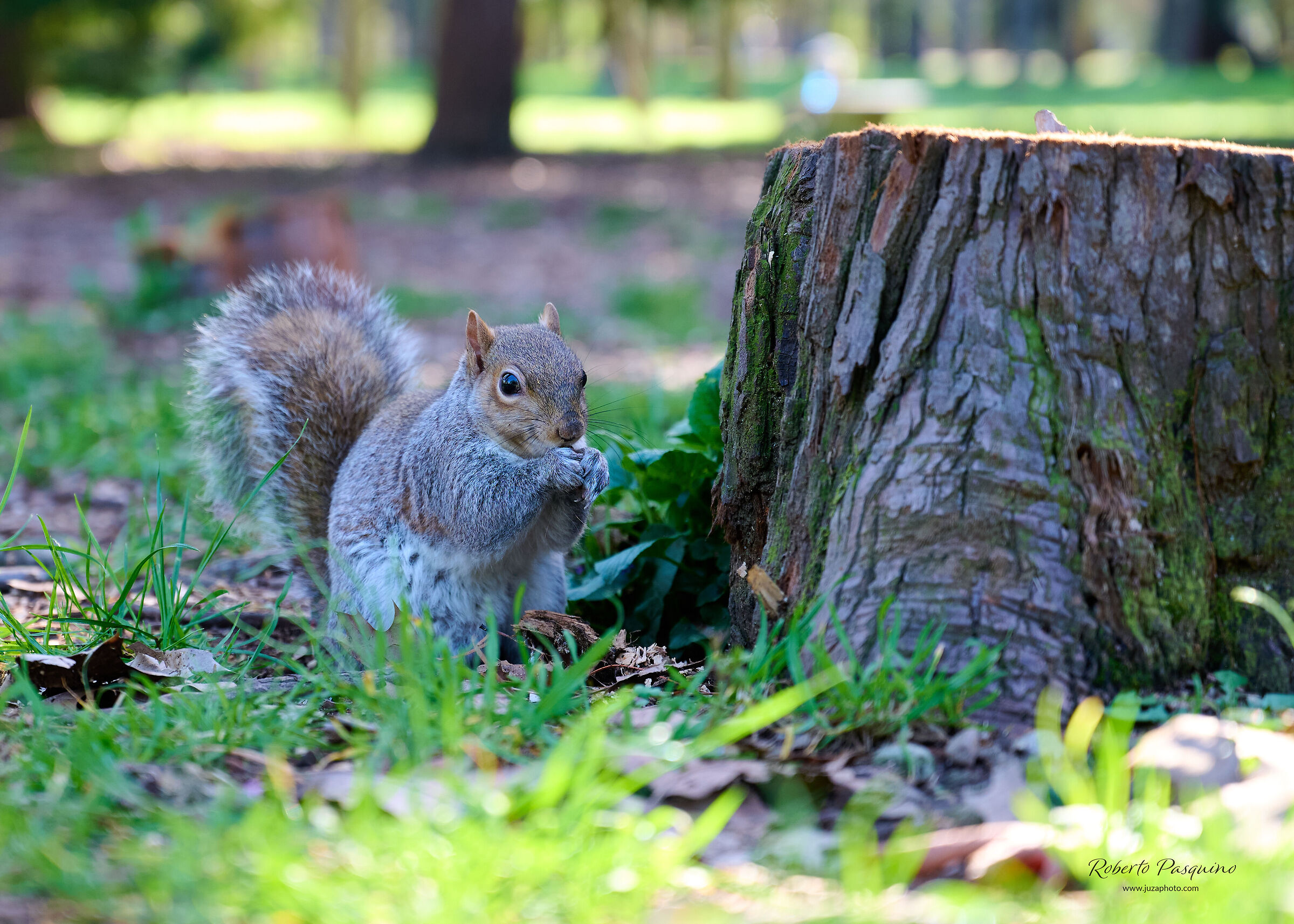 Squirrel