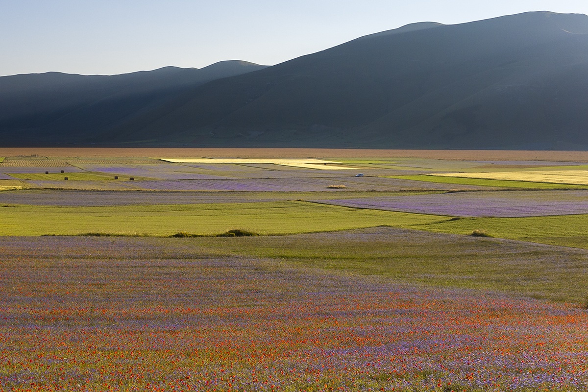 Pian great at sunset