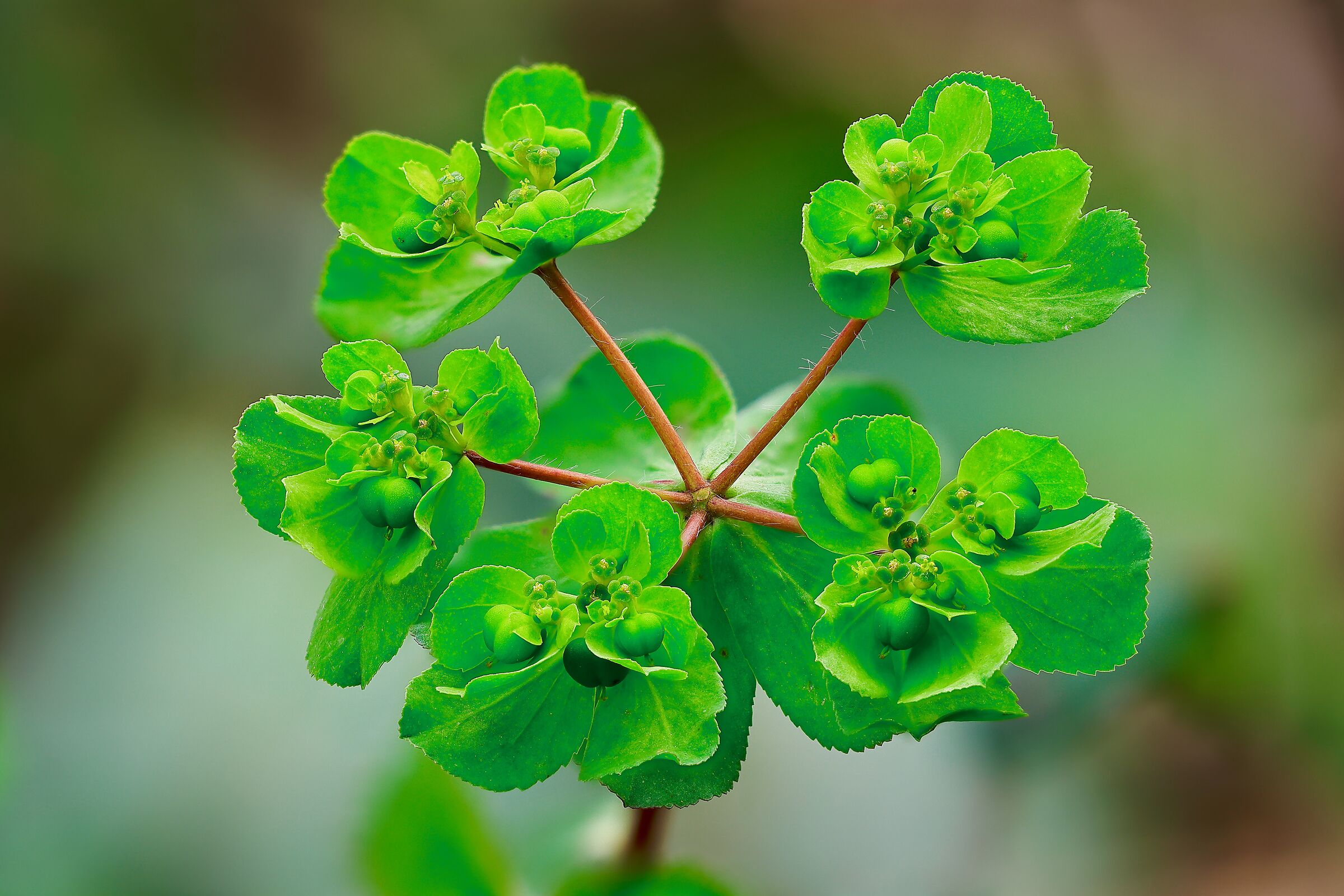 Euphorbia helioscopy