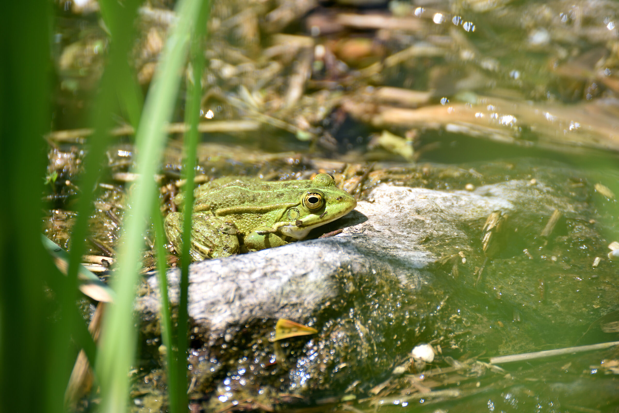 Green in green