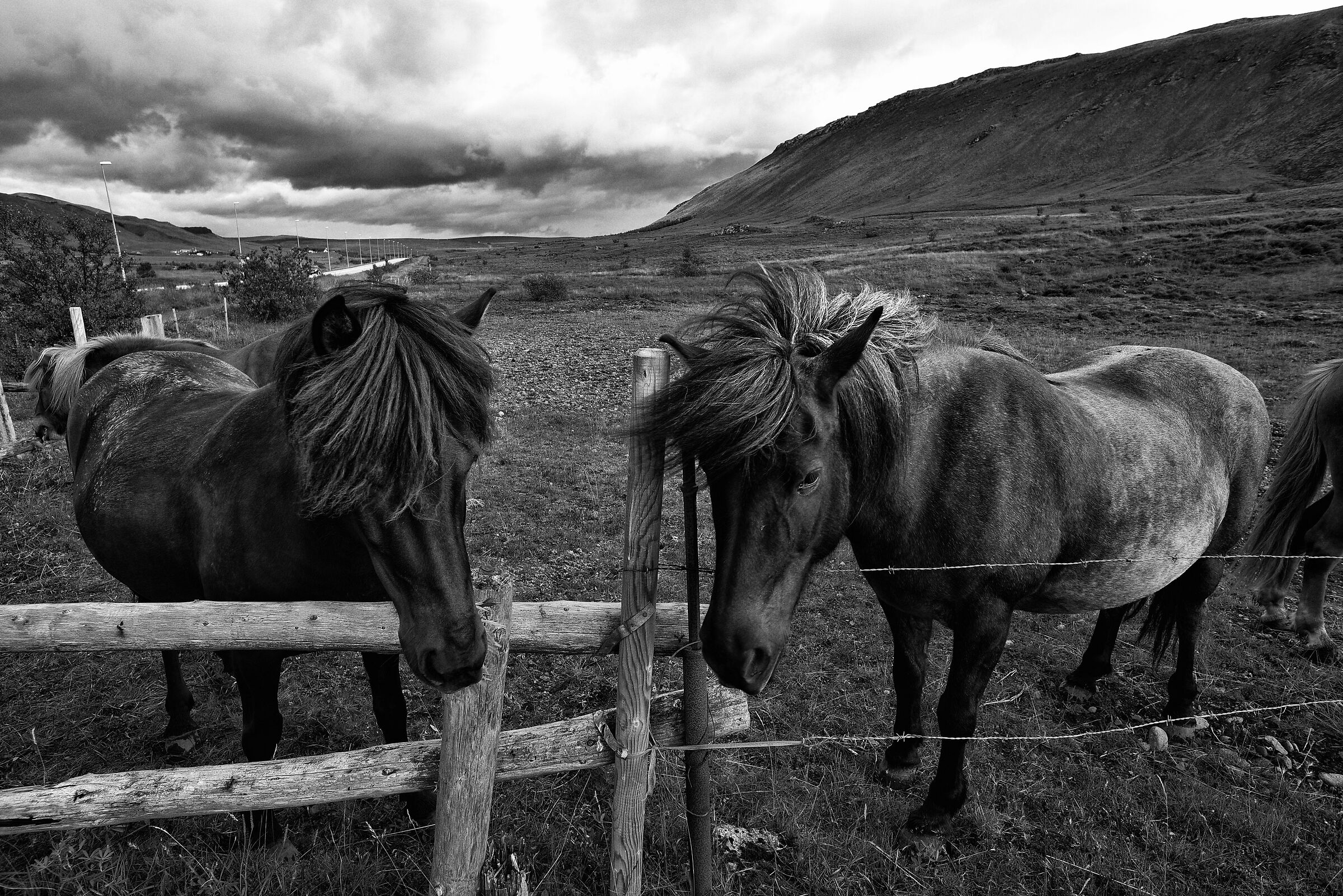 Icelandic horses