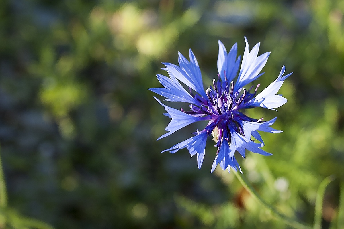Cornflower
