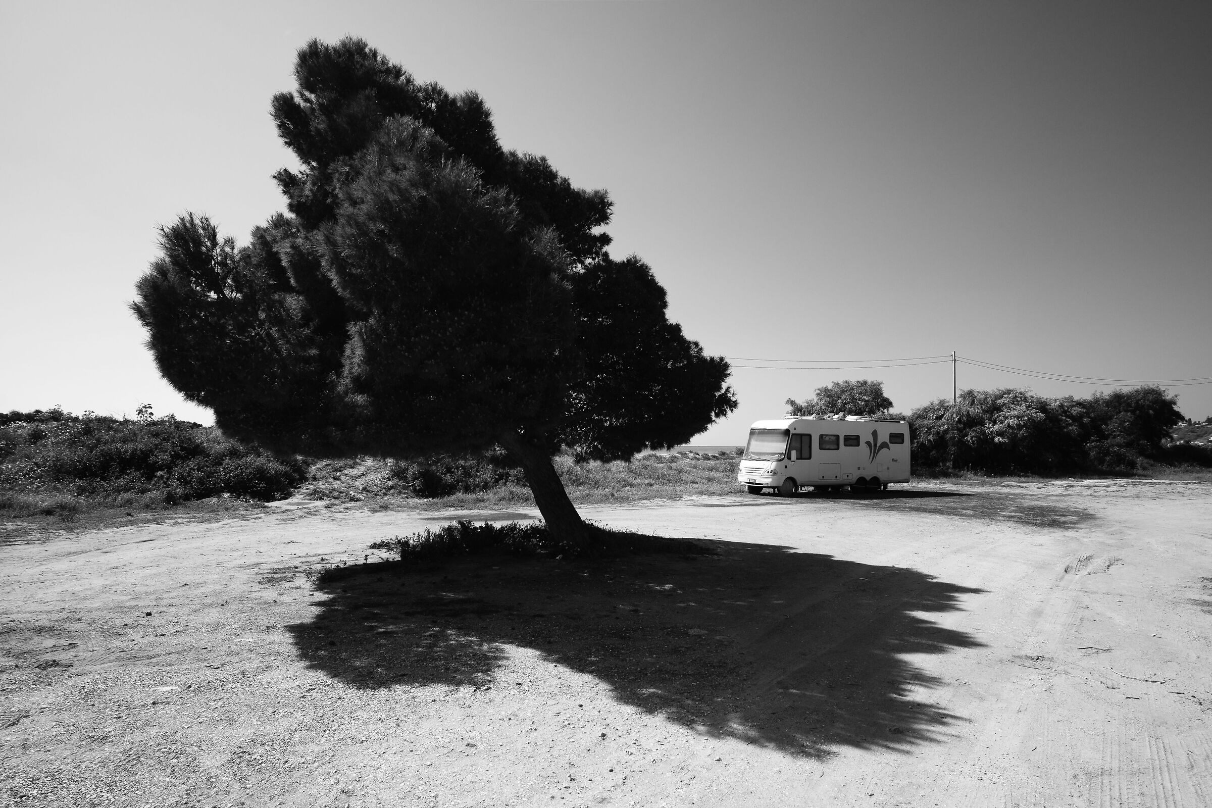Solitary tree
