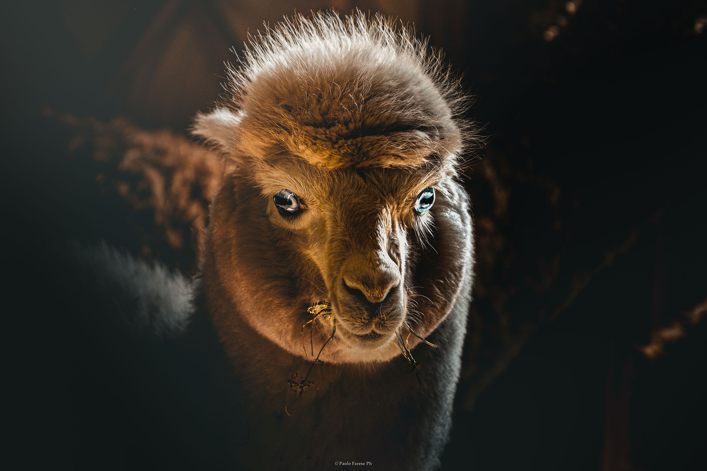 Un simpatico alpaca
