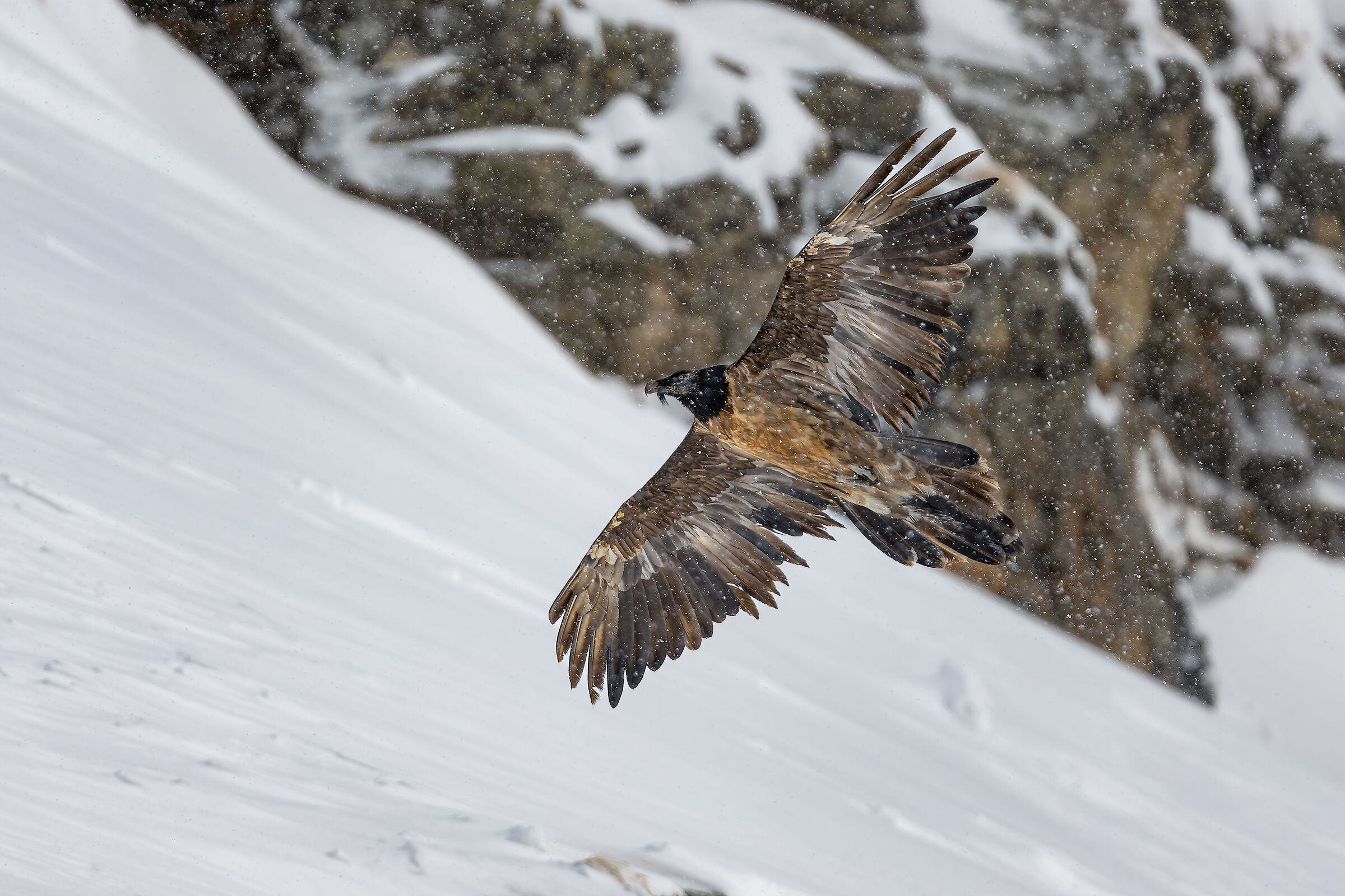 Gypaetus Barbatus - Gran Paradiso National Park