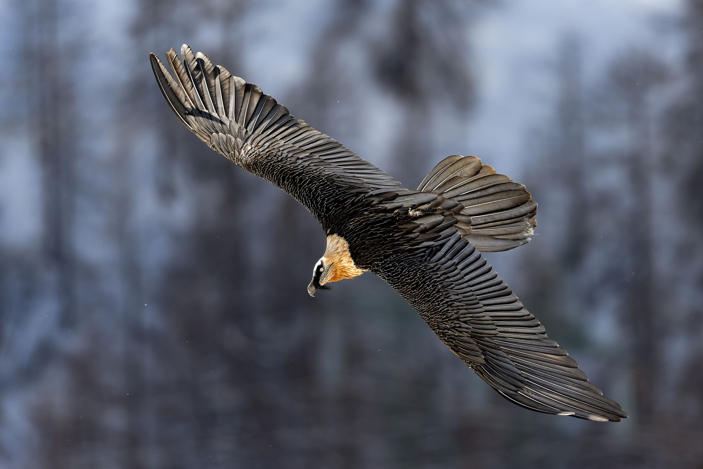 Gypaetus Barbatus - Gran Paradiso National Park