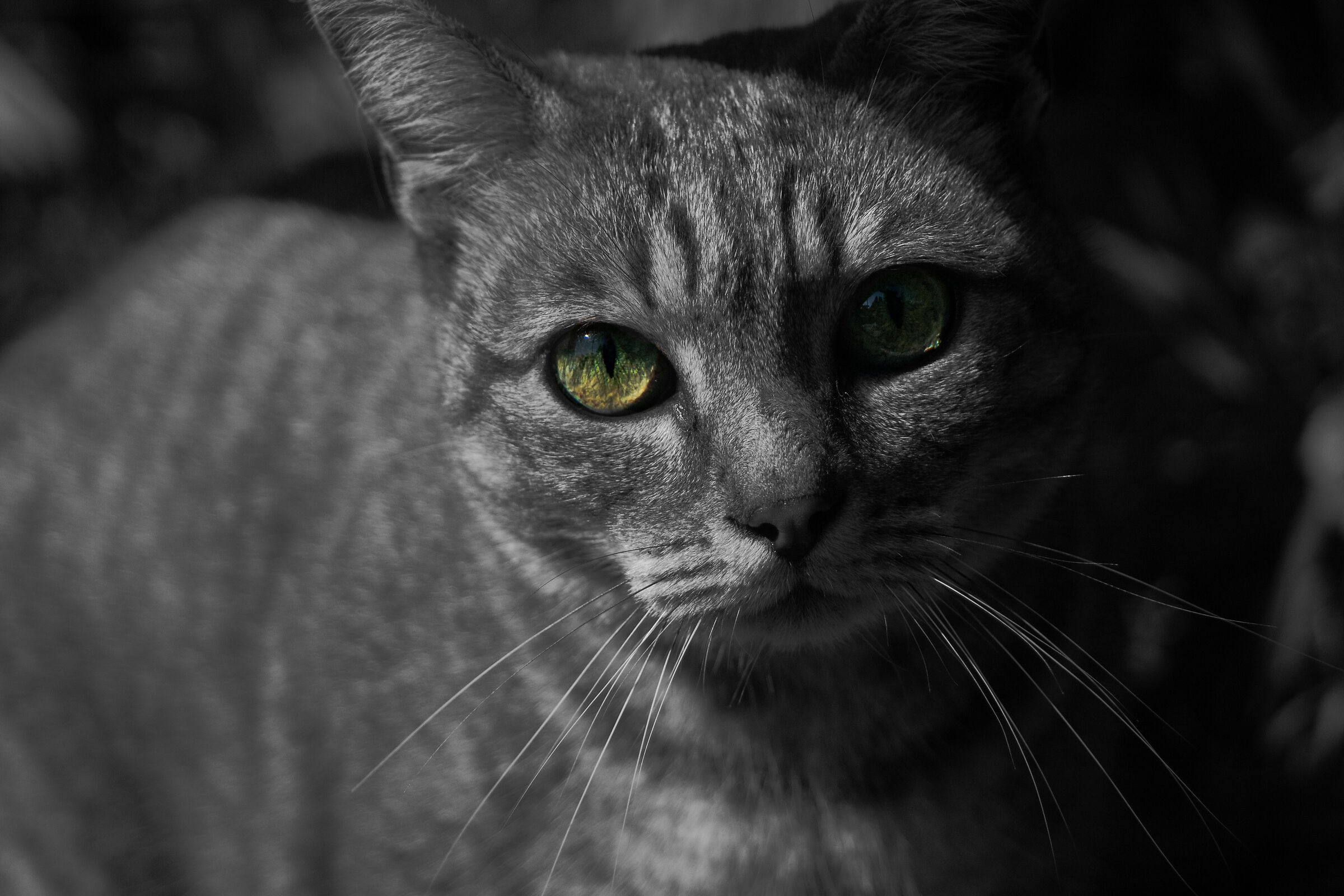 Emerald-eyed stray