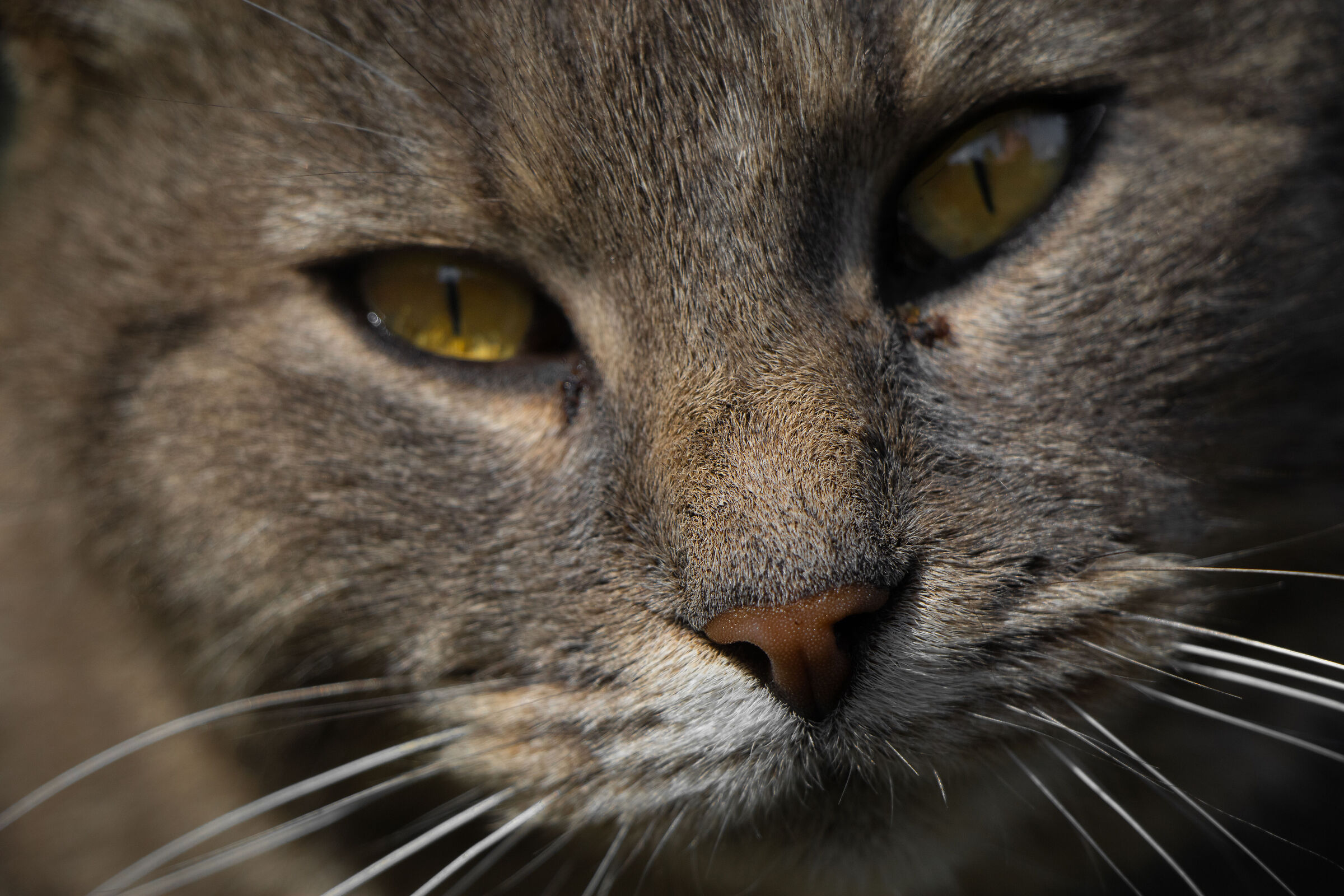 Fat the cat