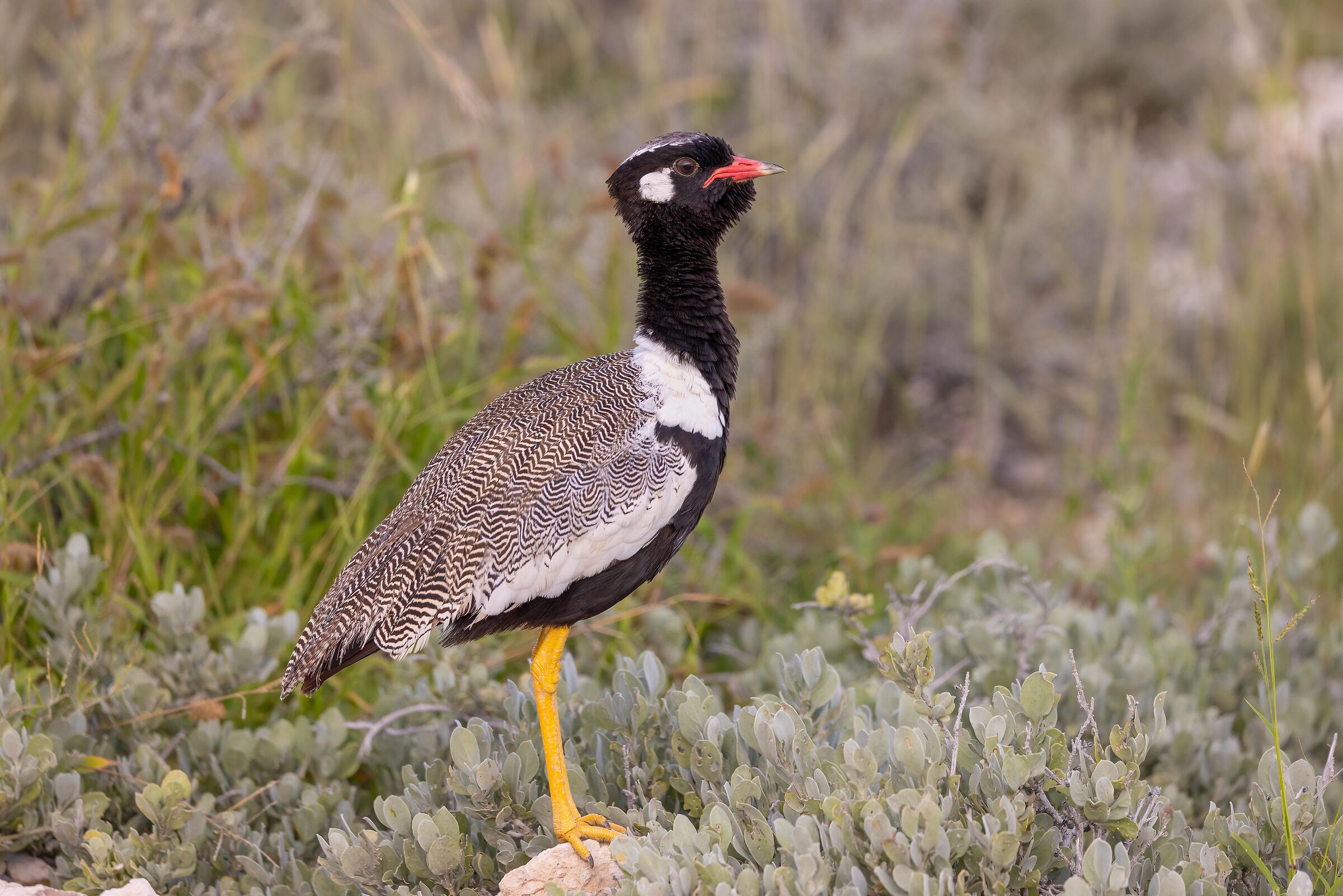 Smith's Bustard