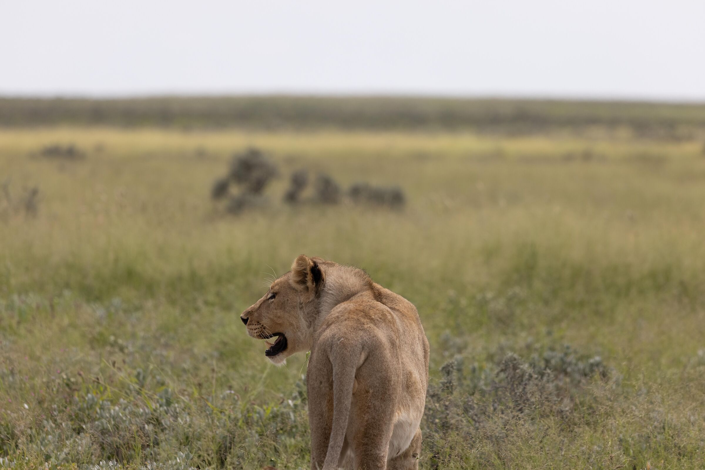 Towards the savannah