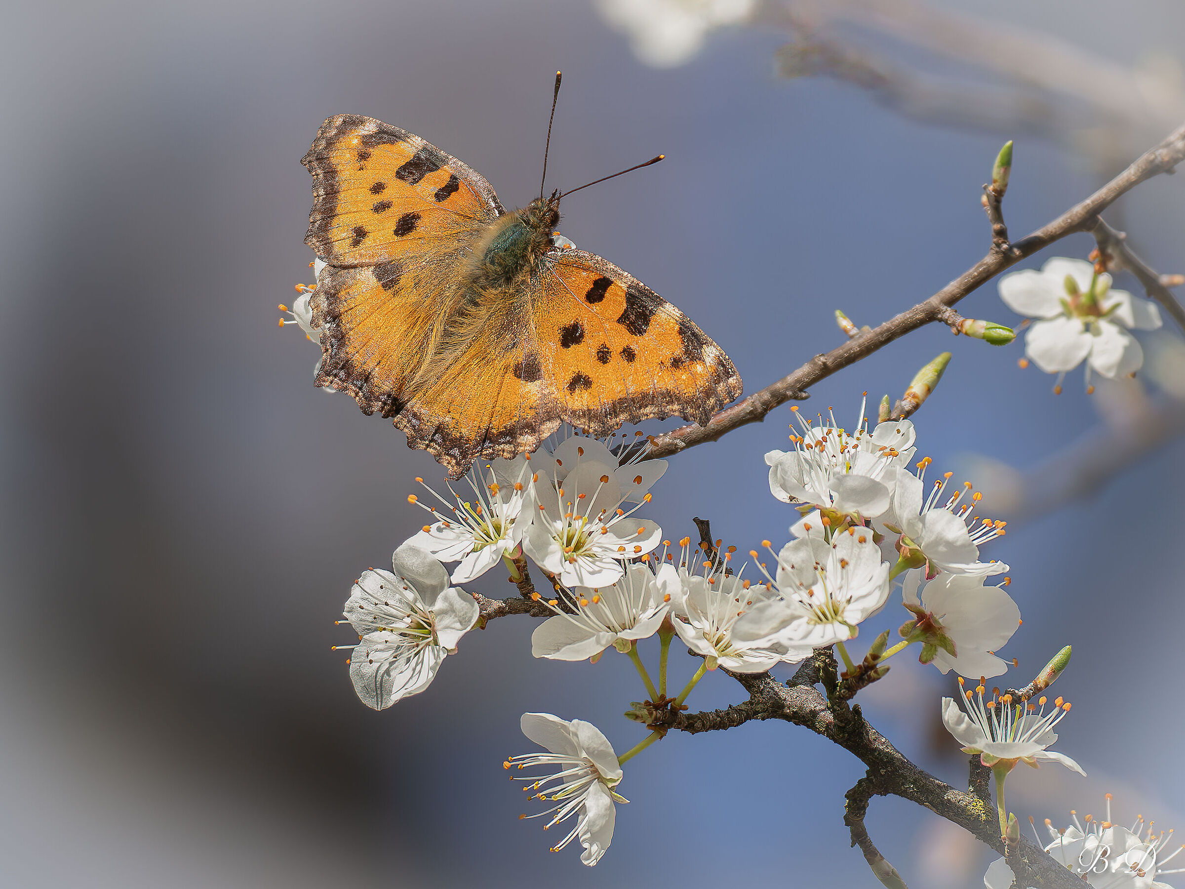 Taste of Spring