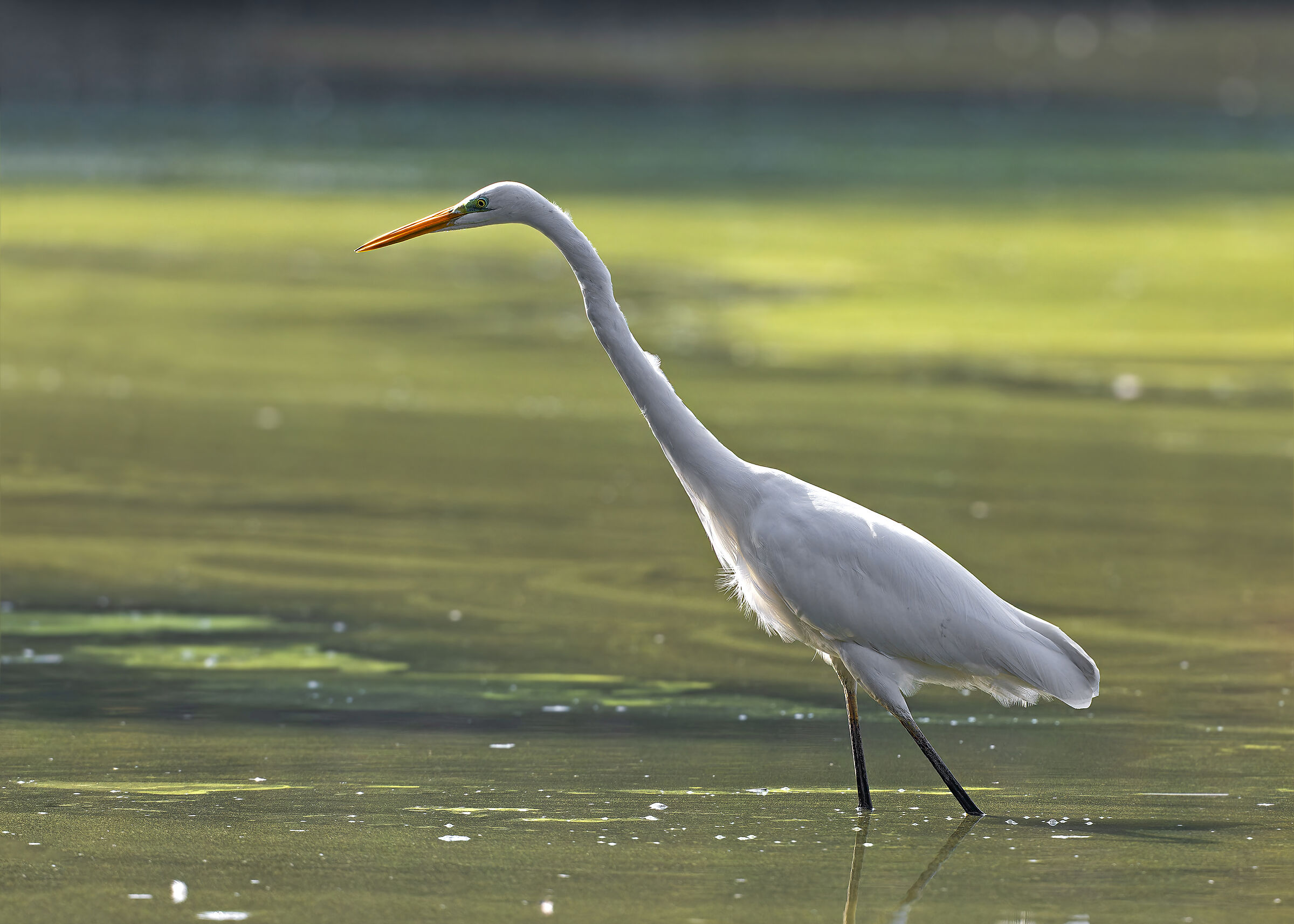 Great Egret