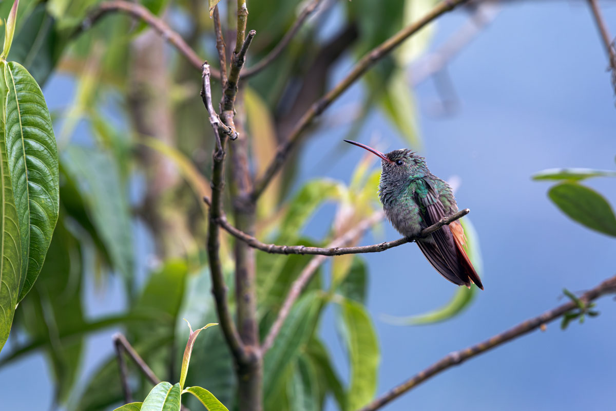 Red-tailed hummingbird