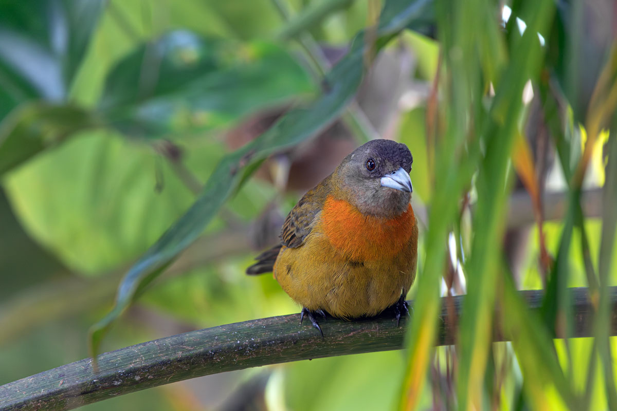 Scarlet-rumped Tangara