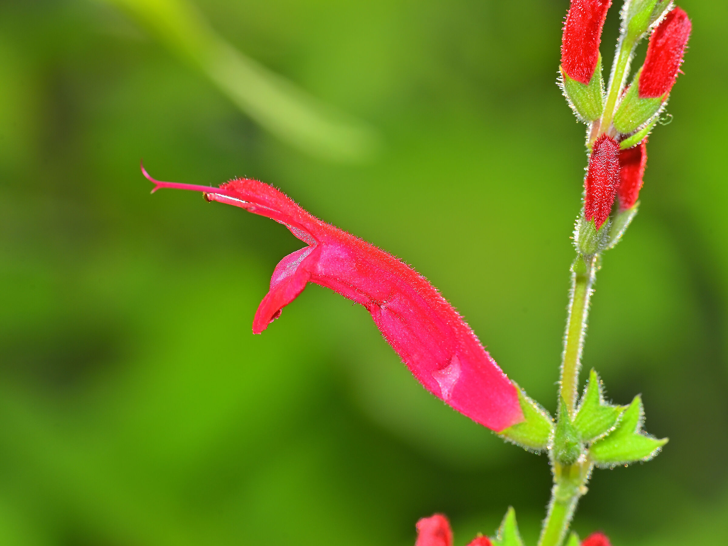 Pineapple sage