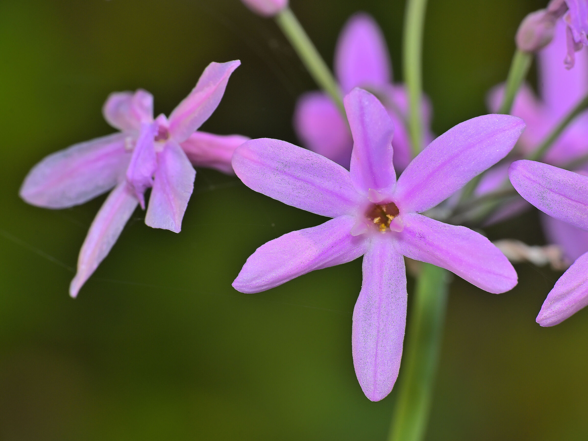 Tulbaghia violacea