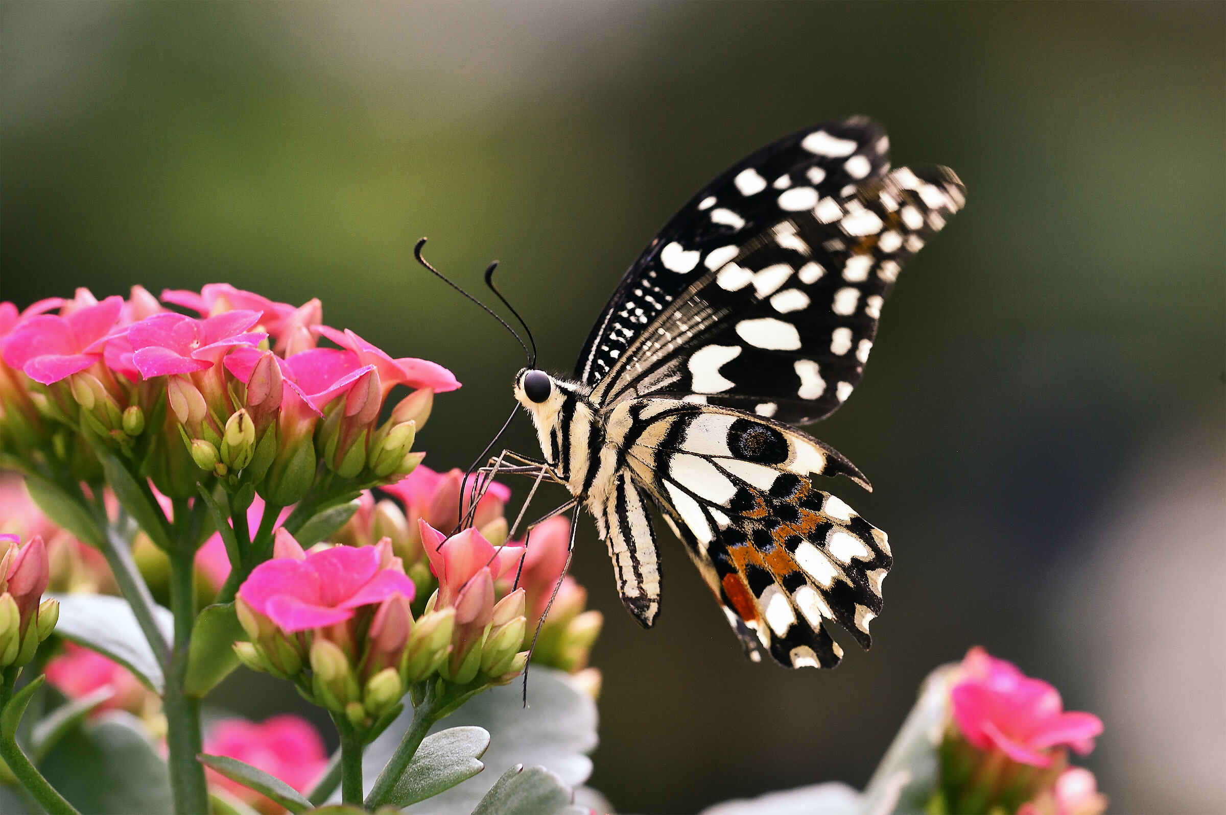 Lime Butterfly