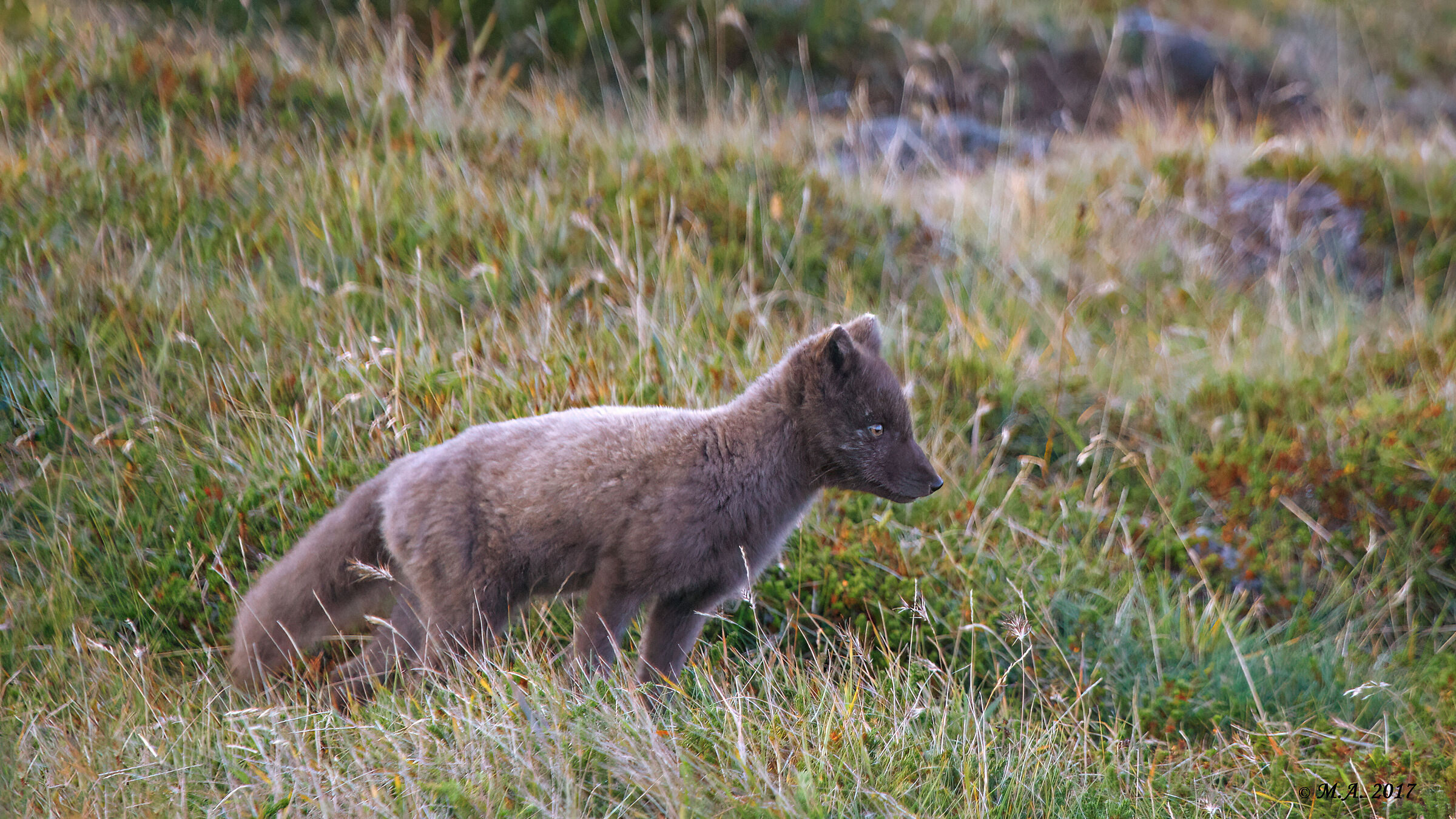 Arctic Fox