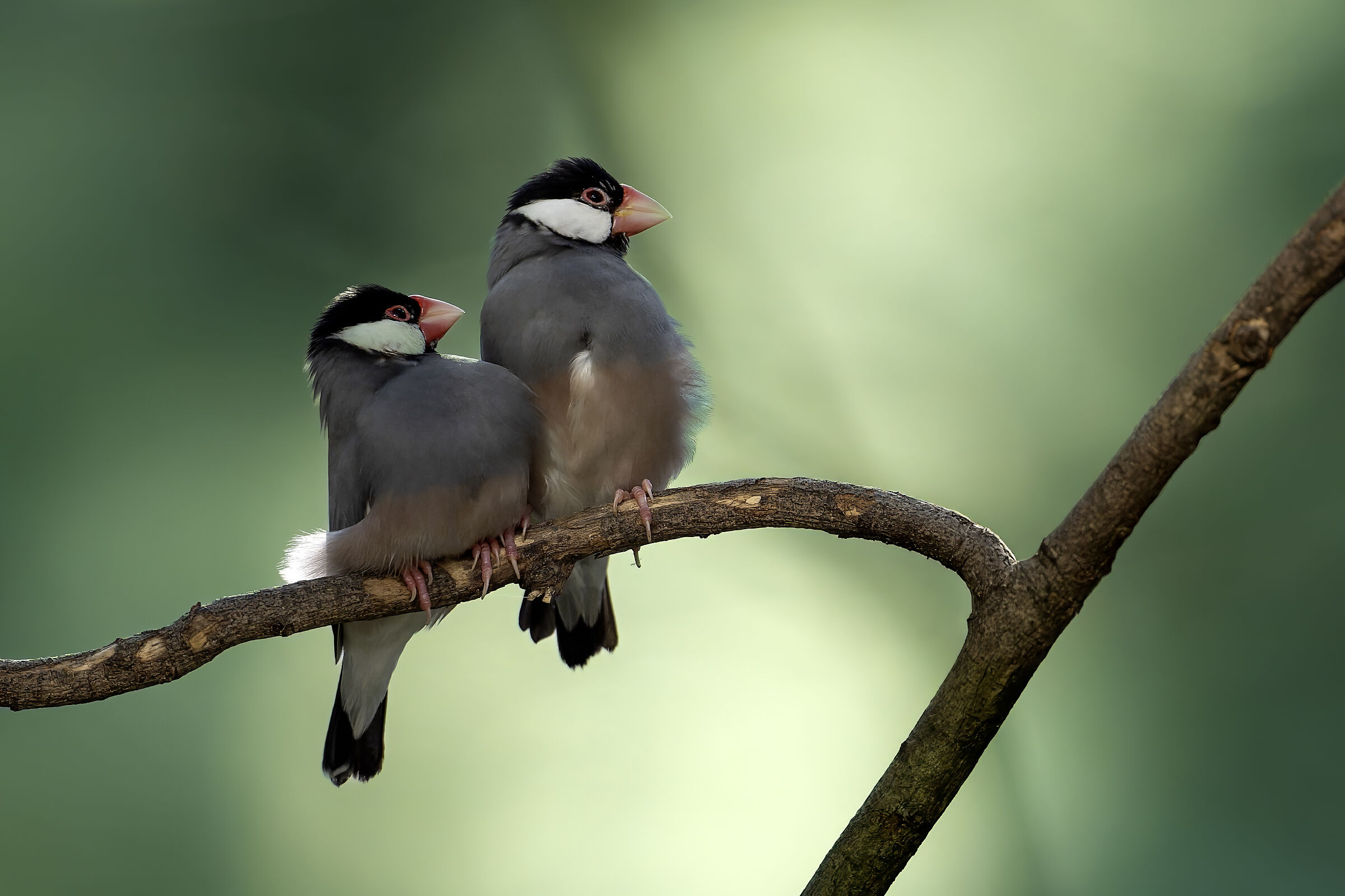 Padda oryzivora) finch or Javan sparrow
