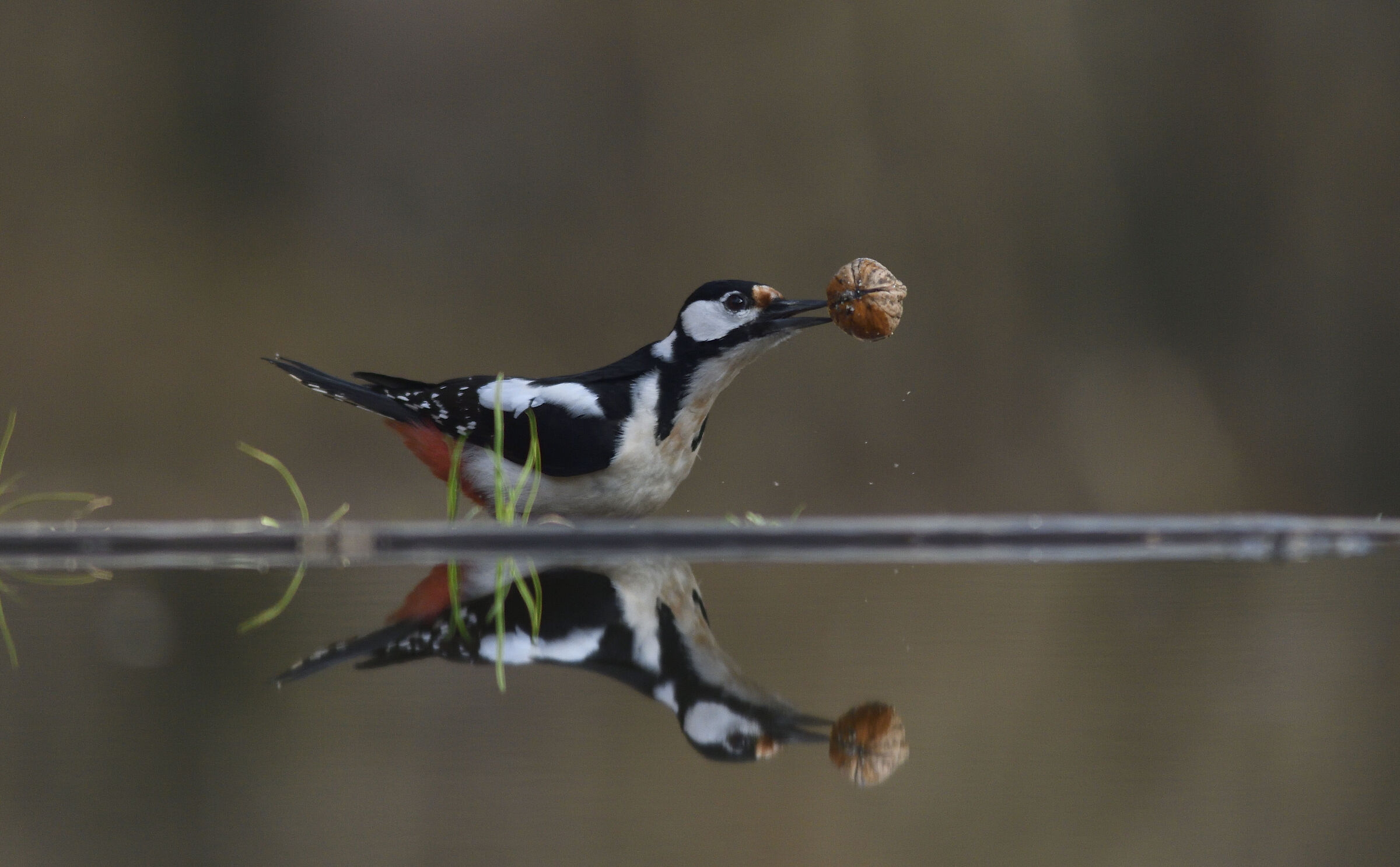 WOODPECKER WITH PREY