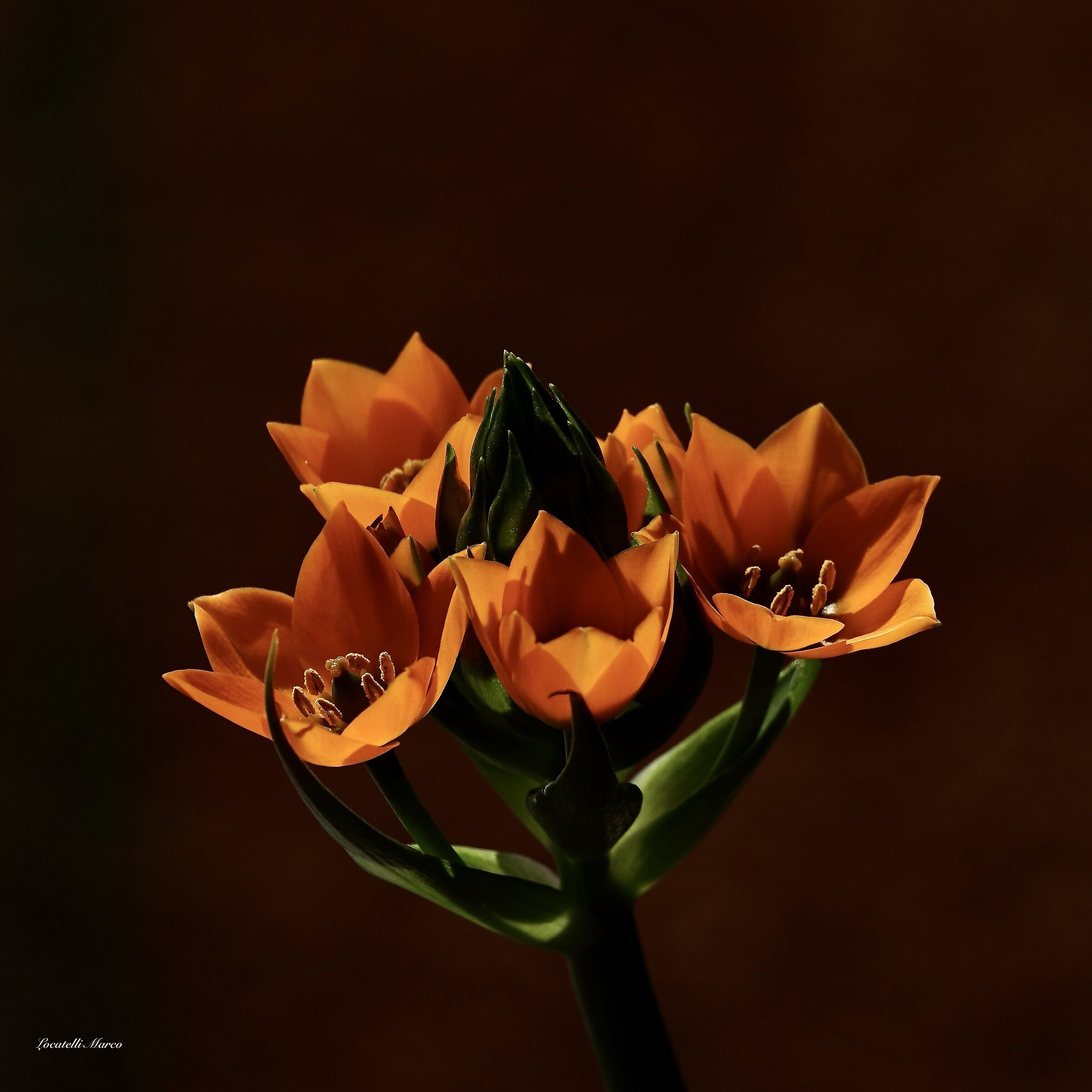 Ornithogalum dubium