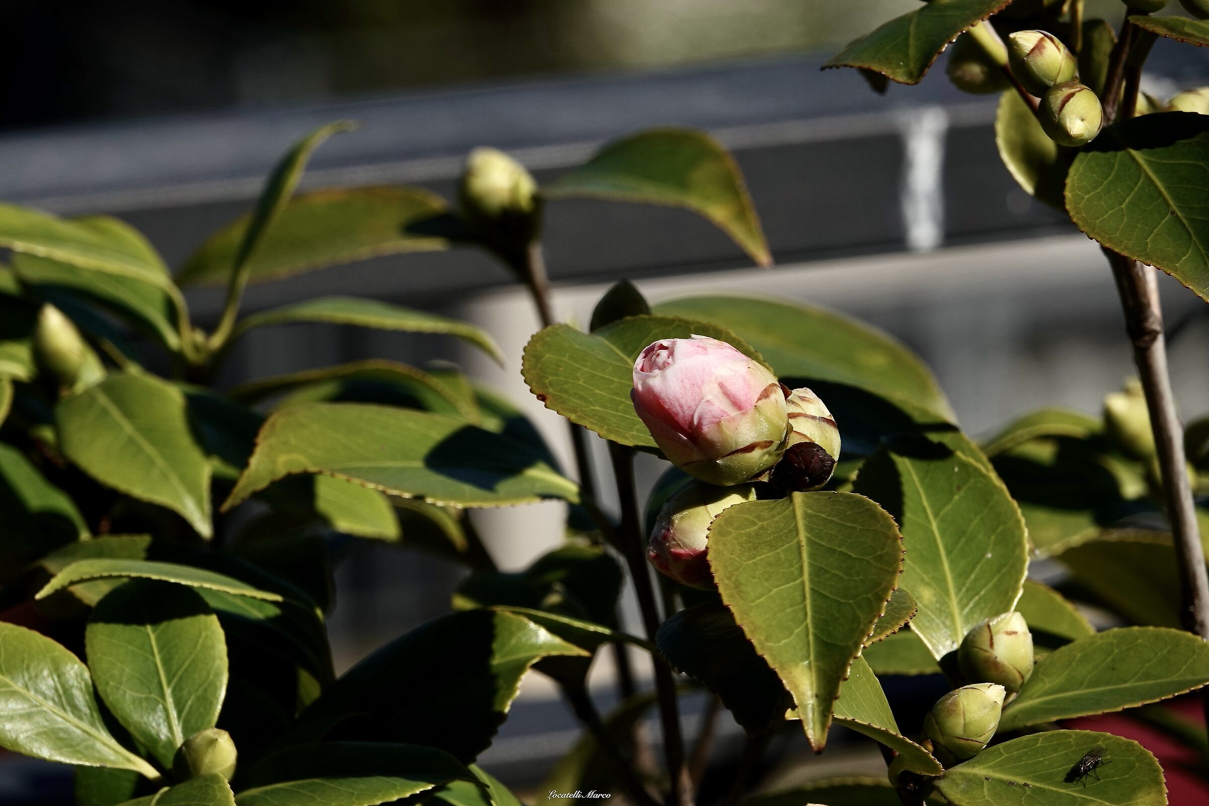 Camellia