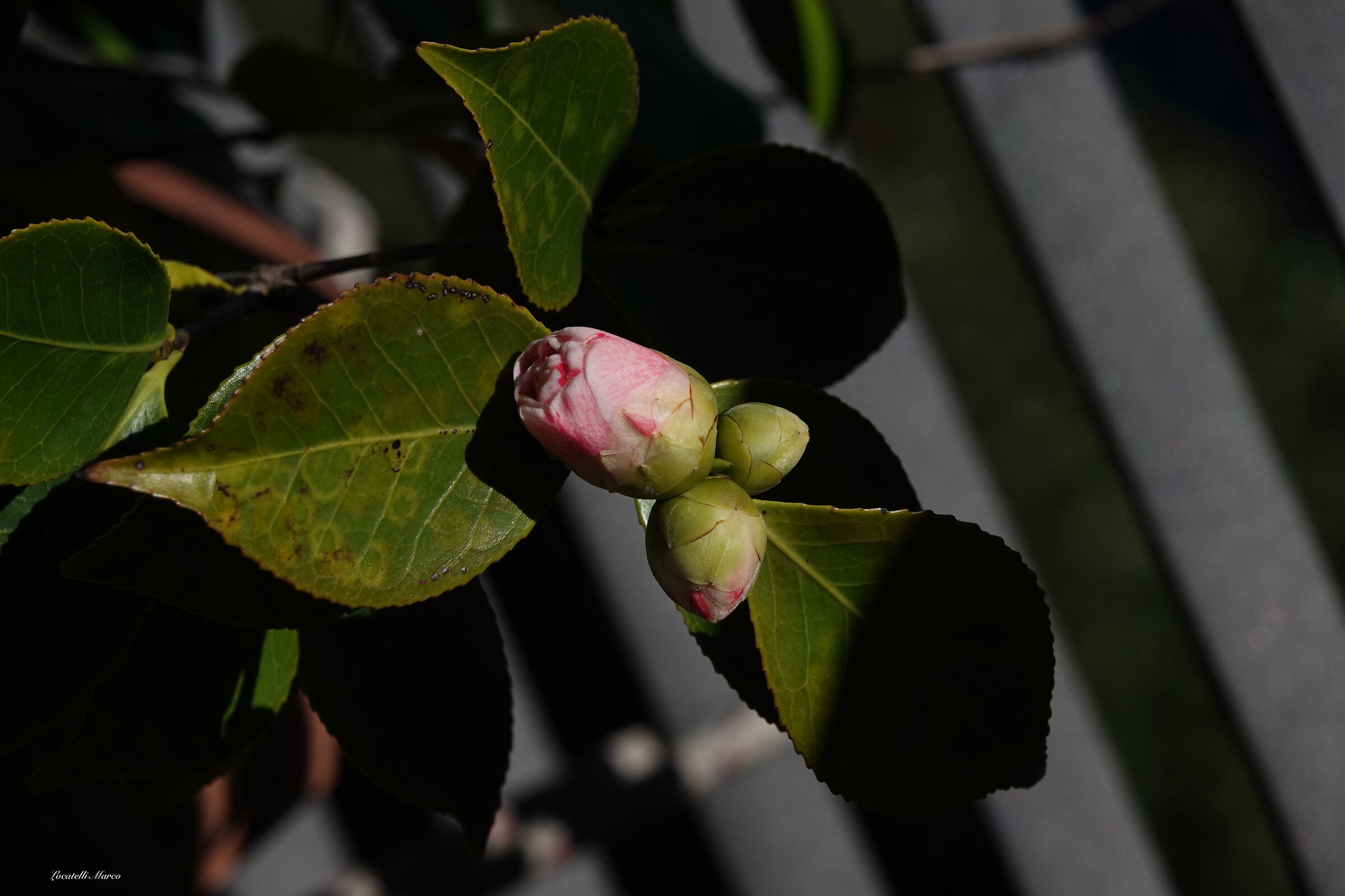 Camellia