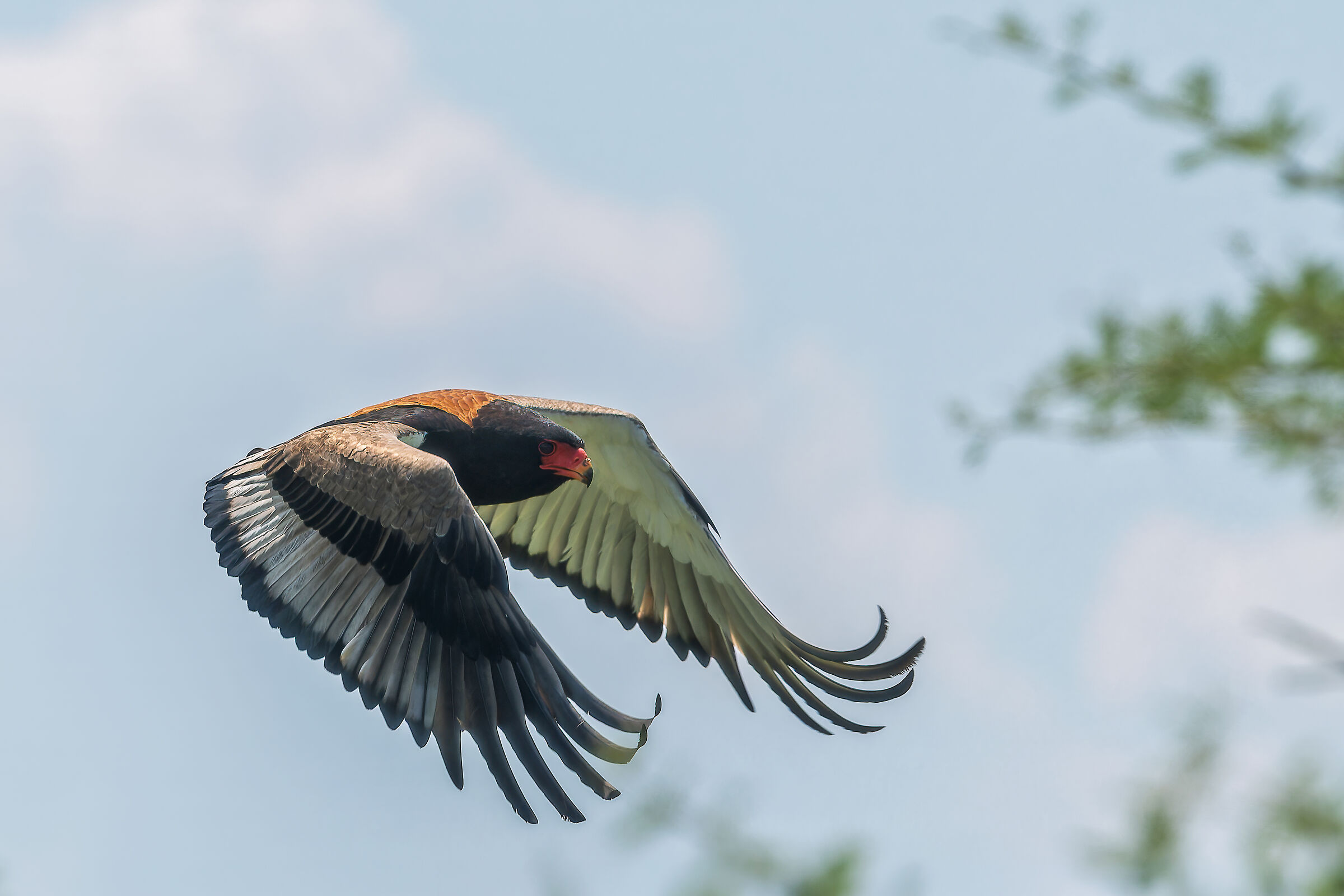 falco giocoliere