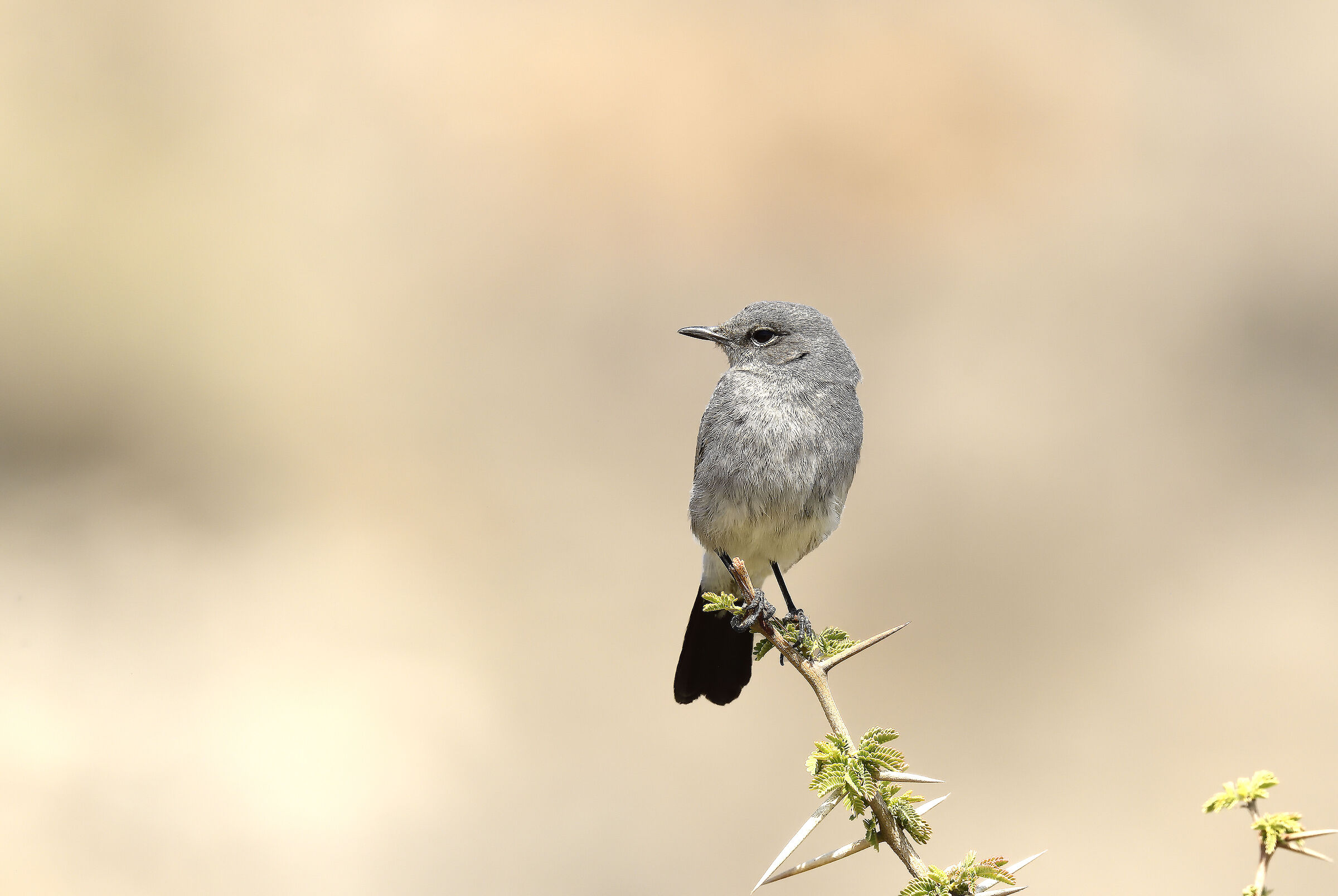 Oenanthe melanura