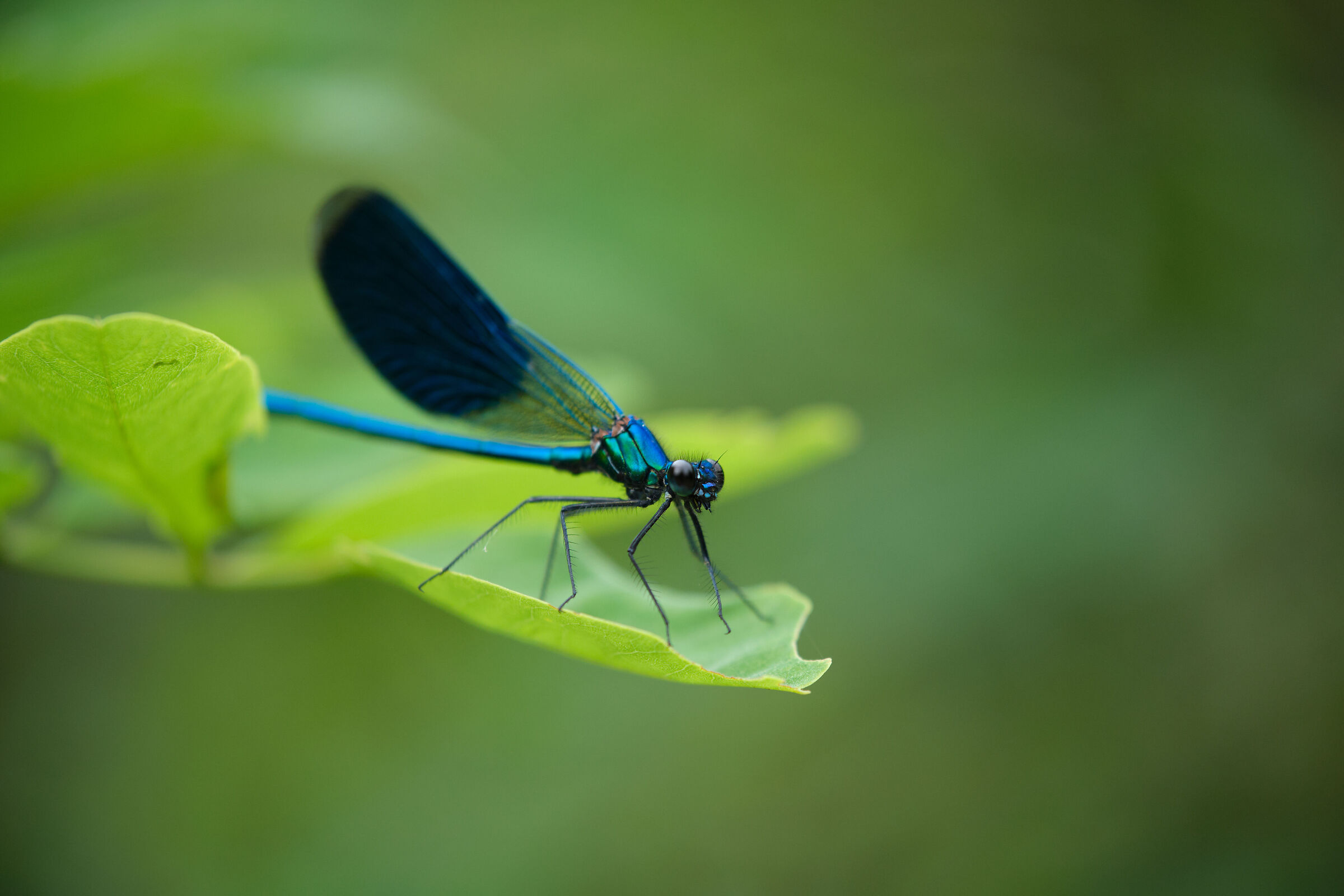 Calopteryx Splendens