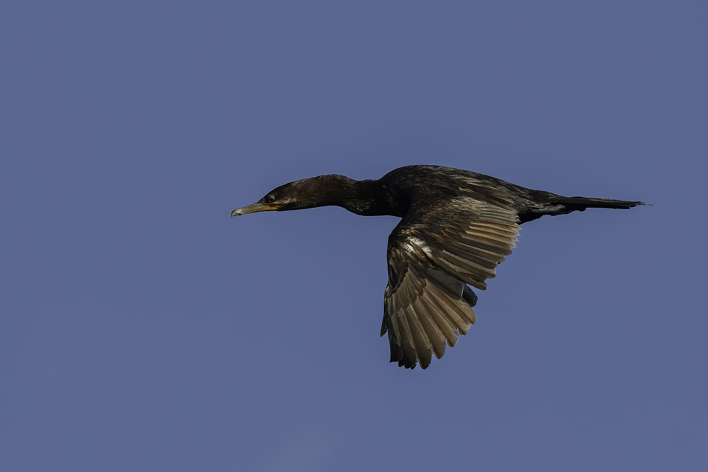 Cormorant