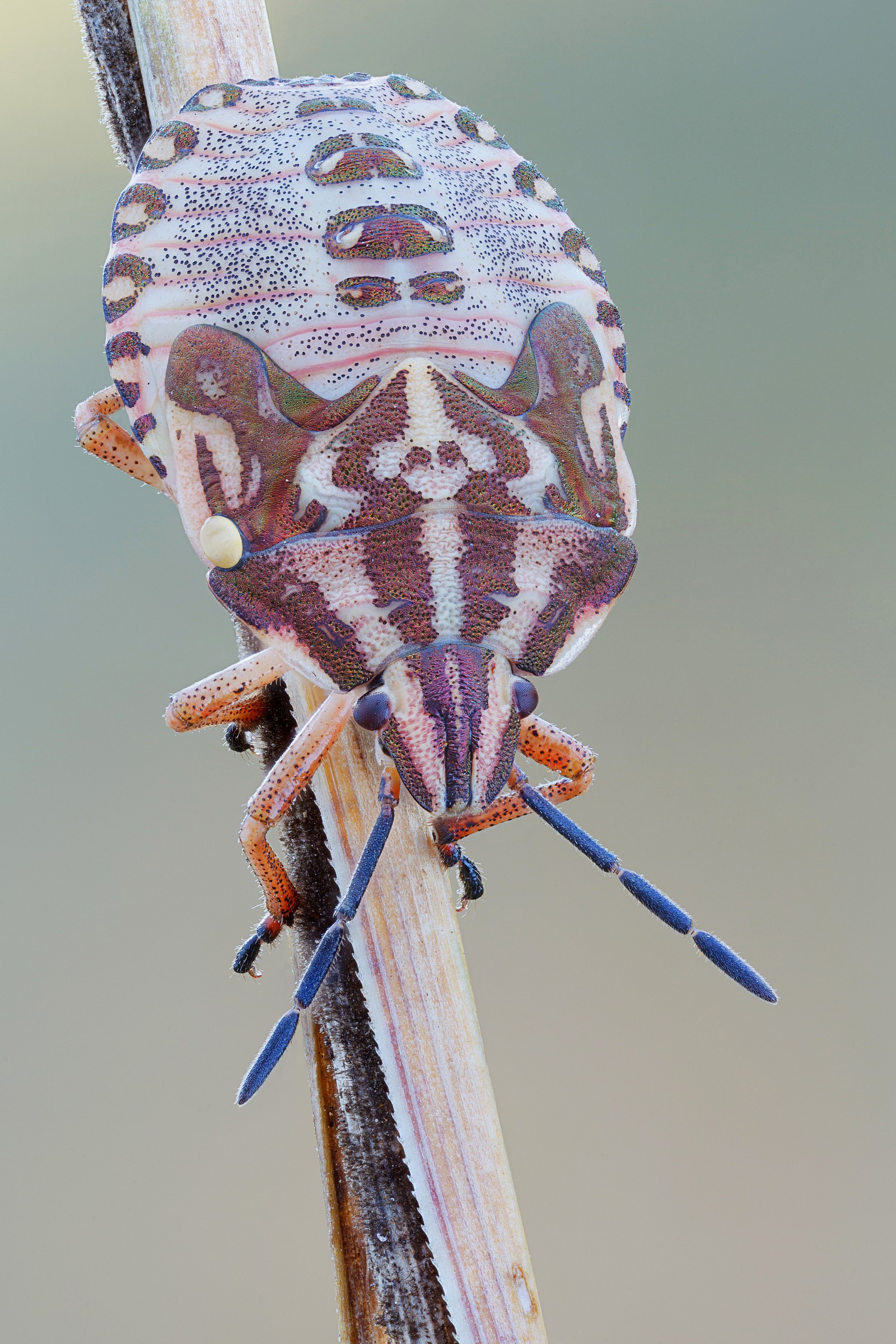Dolycoris baccarum instar